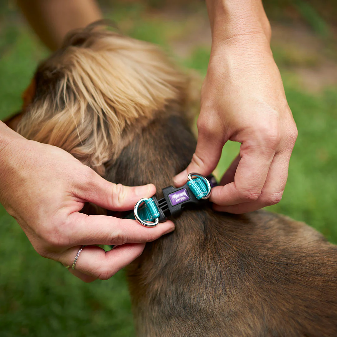 Active Easy-clip Dog Collar - Aqua & Purple - Image 4