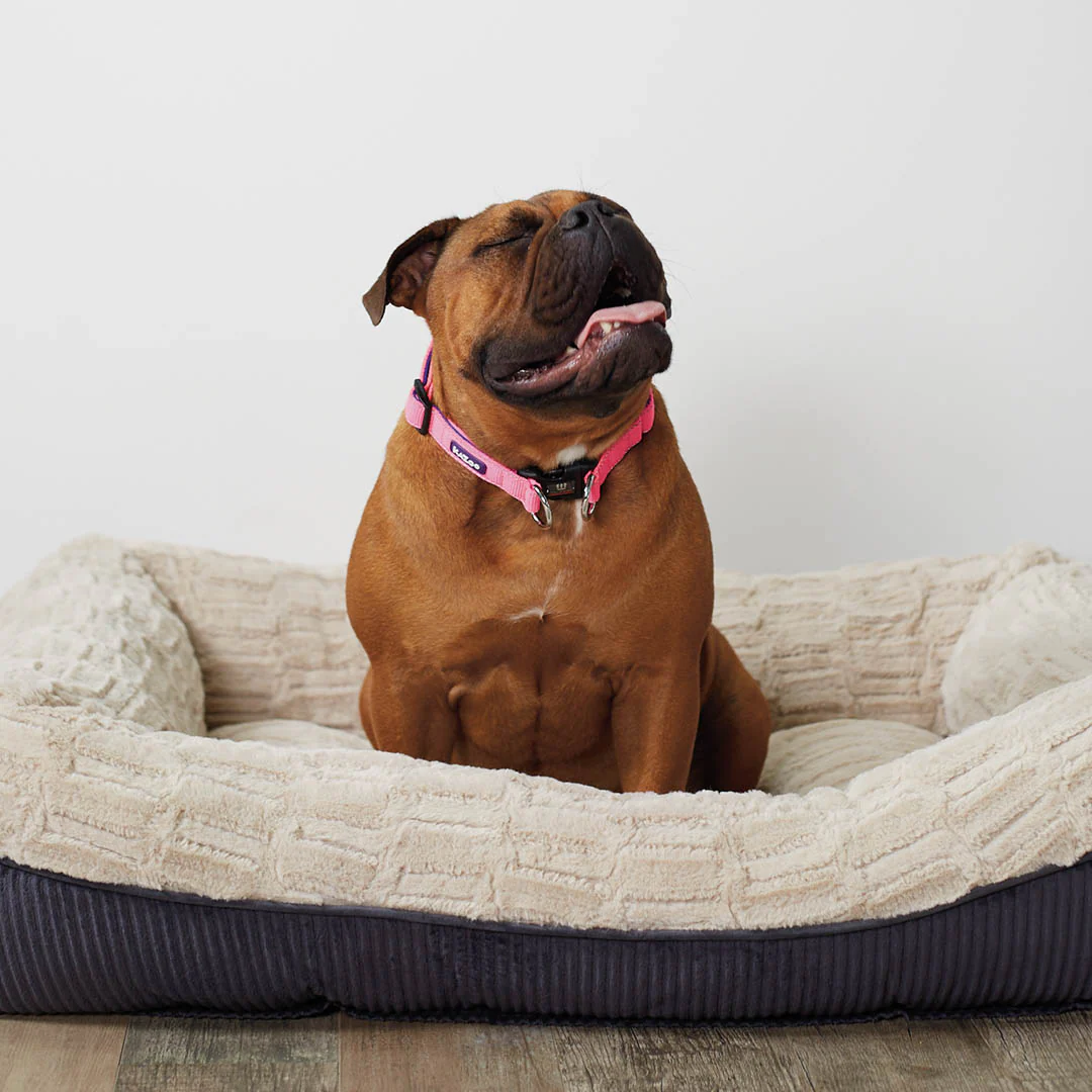 Active Easy-clip Dog Collar - Bloom Burst - Image 3