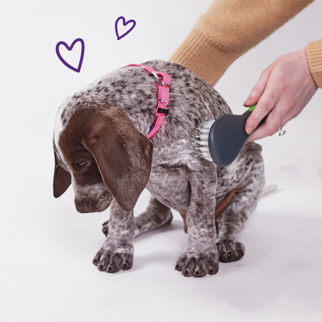 Active Easy-clip Dog Collar - Bloom Burst - Image 5