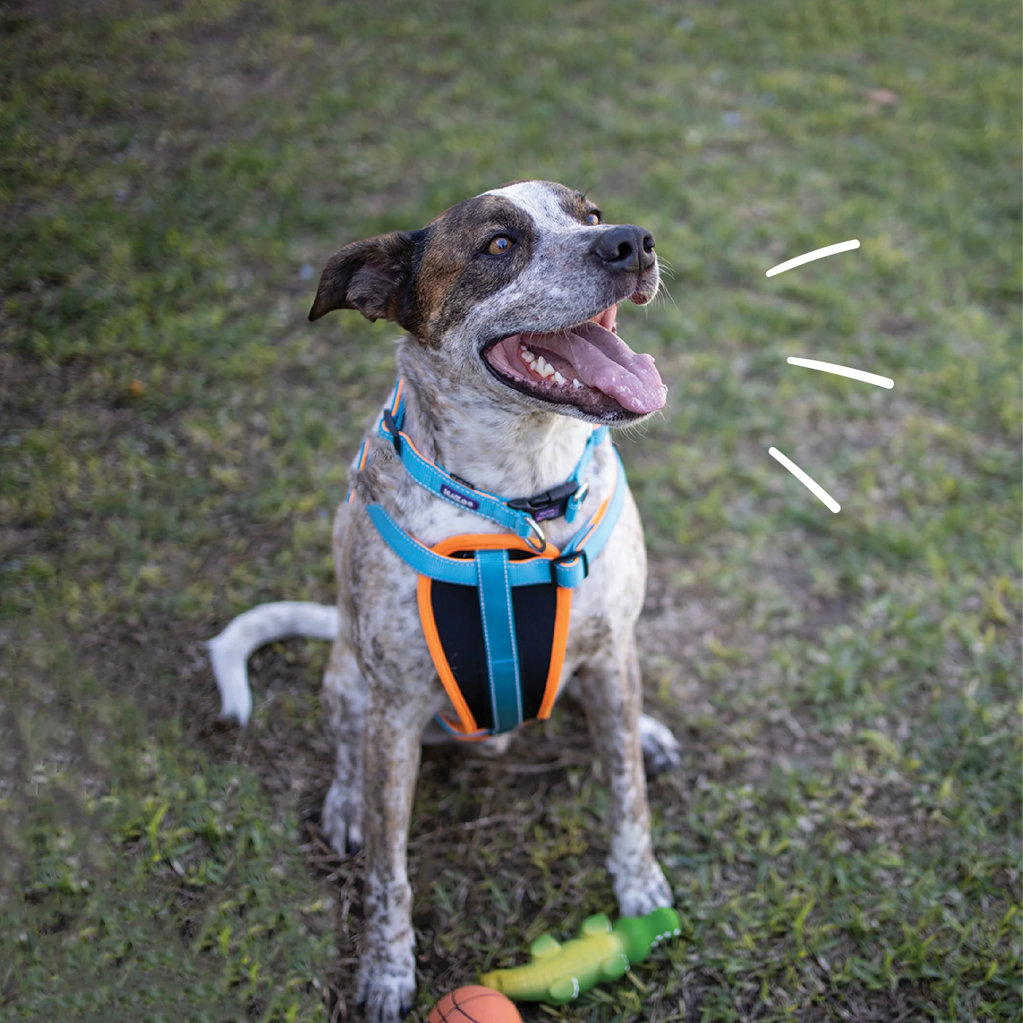 Active Easy-clip Dog Collar - Ocean Sunrise - Image 11