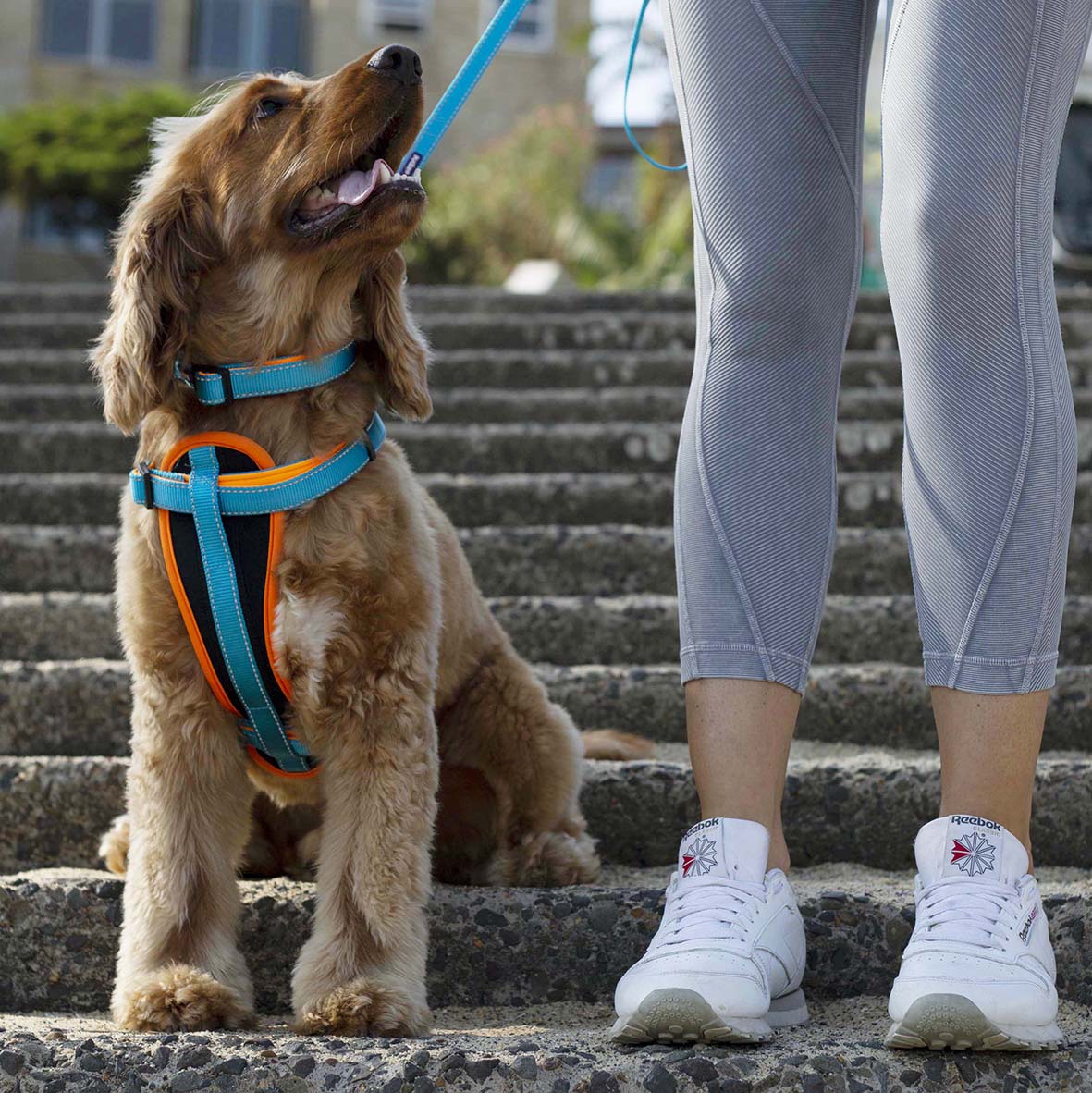 Active Easy-clip Dog Collar - Ocean Sunrise - Image 13