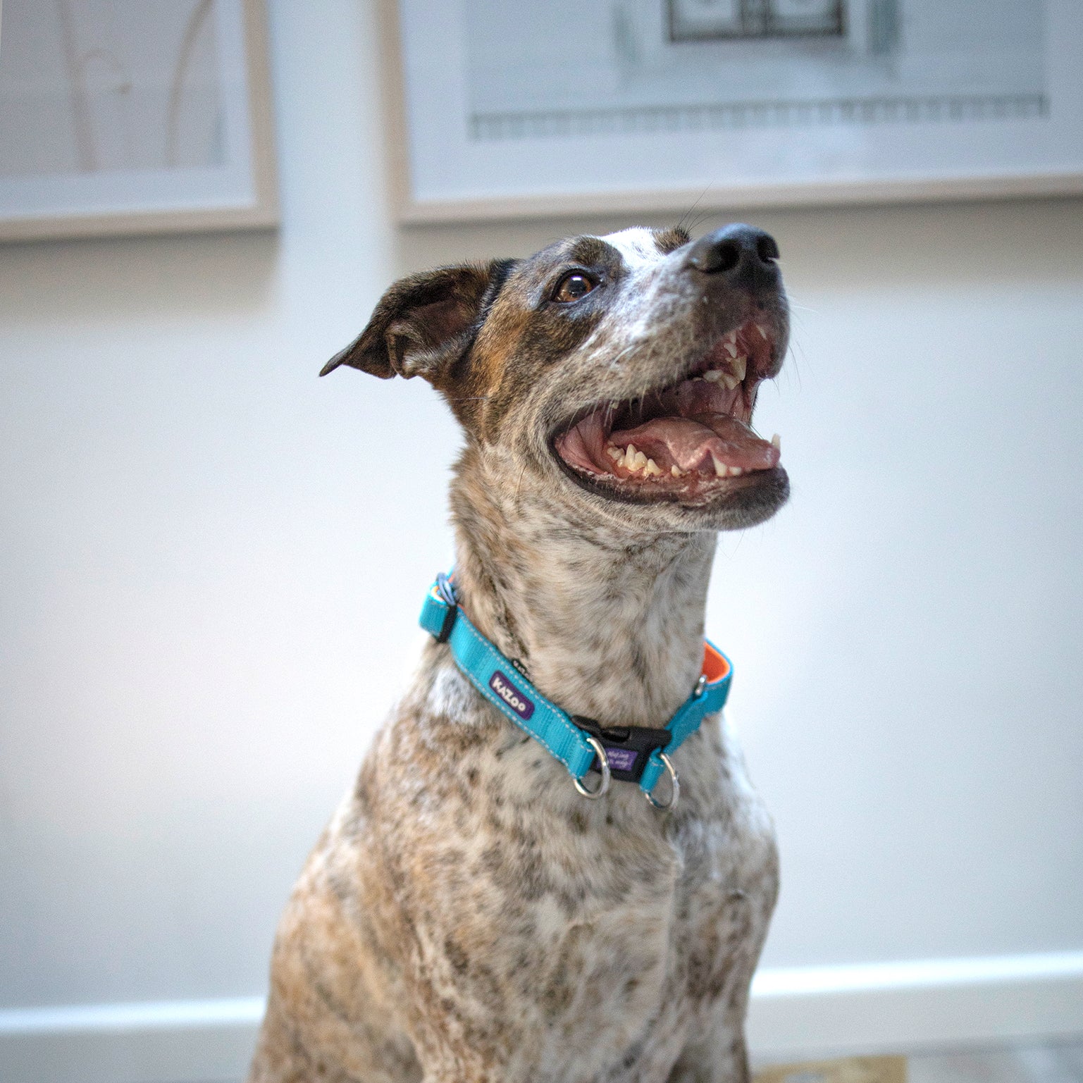 Active Easy-clip Dog Collar - Ocean Sunrise - Image 3