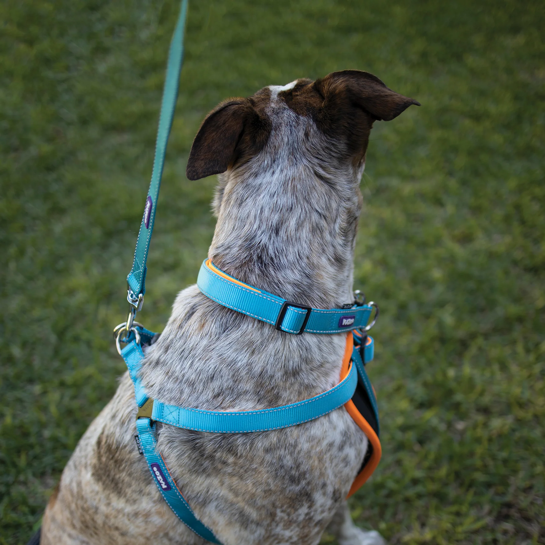Active Easy-clip Dog Collar - Ocean Sunrise - Image 5