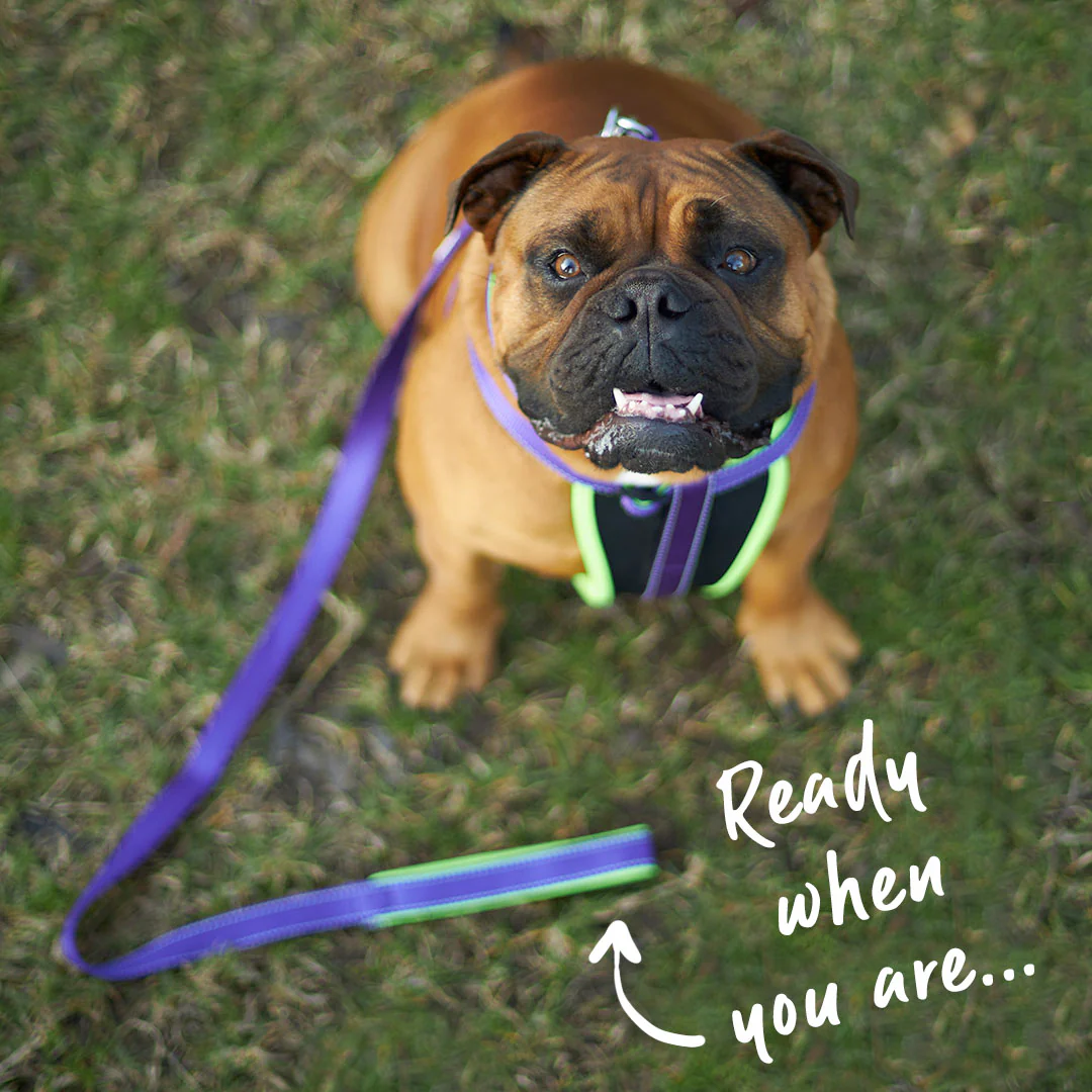 Active Easy-clip Dog Collar - Purple & Lime - Image 3