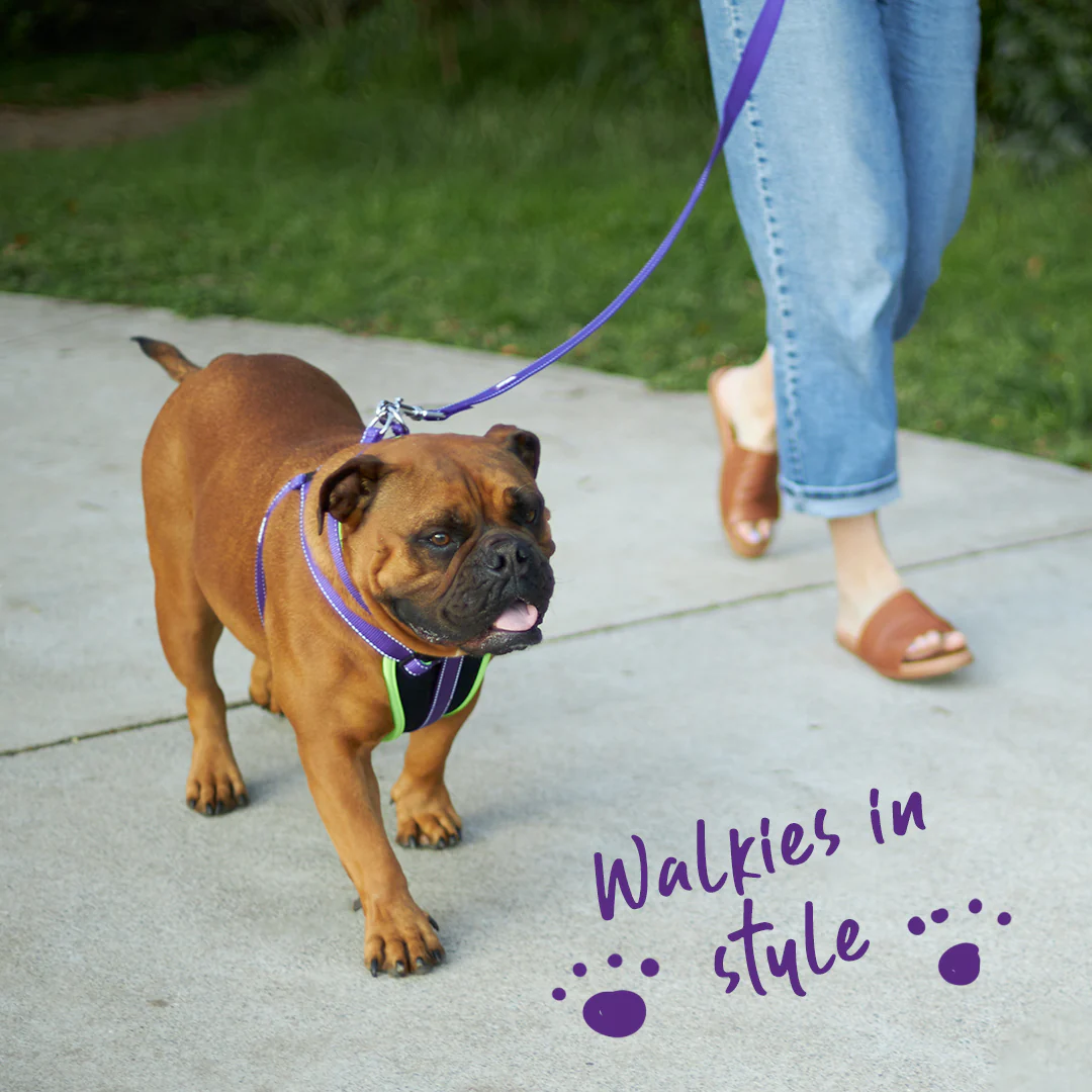 Active Easy-clip Dog Collar - Purple & Lime - Image 4