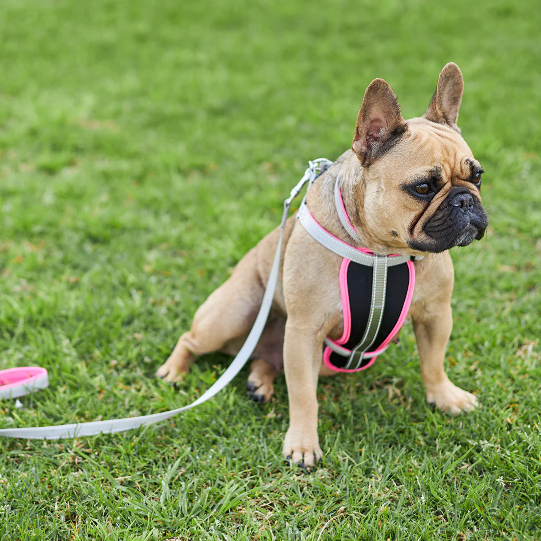 Active Easy-clip Dog Collar - Silver & Pink - Image 4