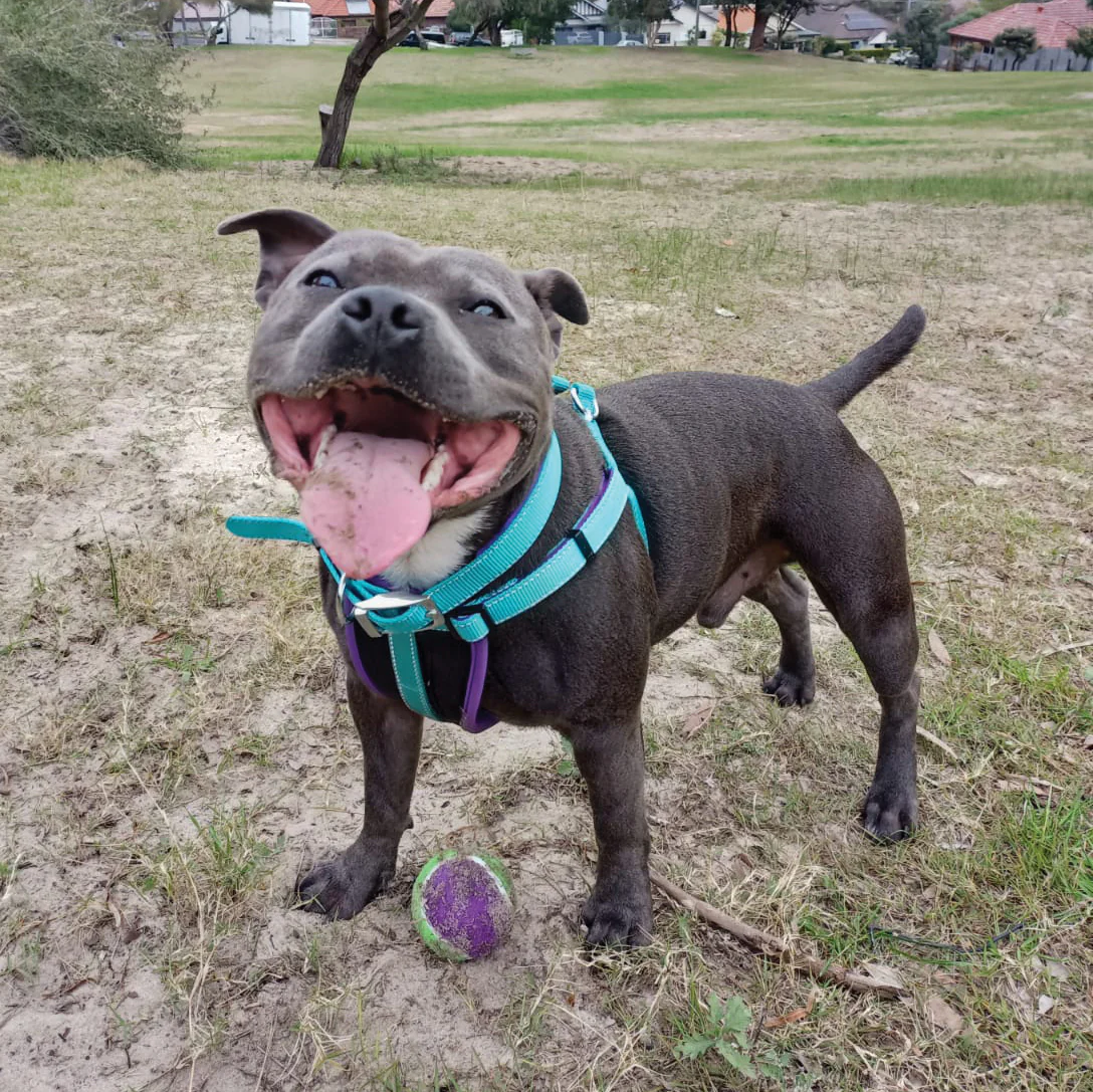 Active Dog Collar - Aqua & Purple - Image 3