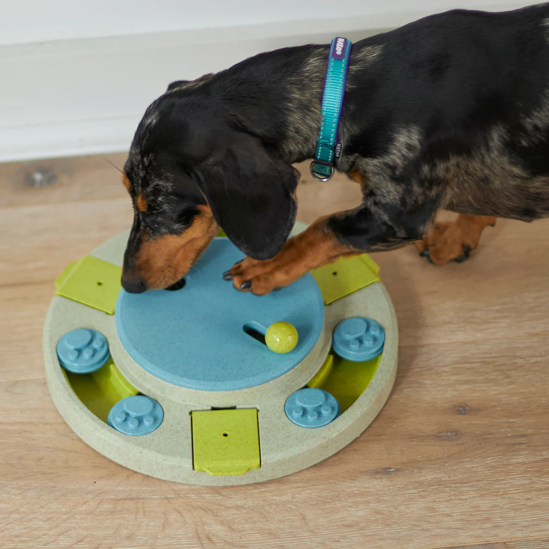 Active Dog Collar - Aqua & Purple - Image 4