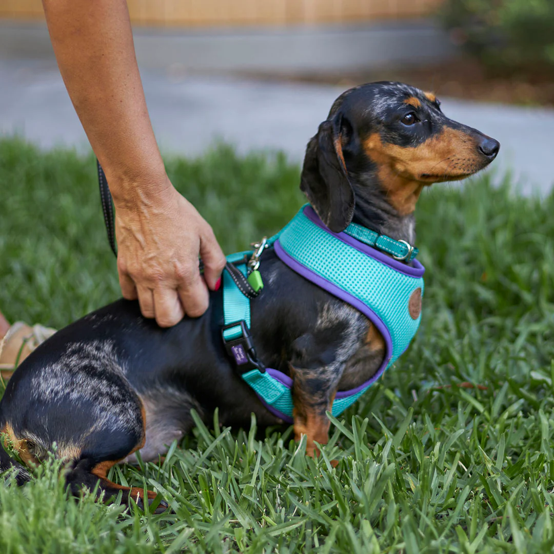 Active Dog Collar - Aqua & Purple - Image 7