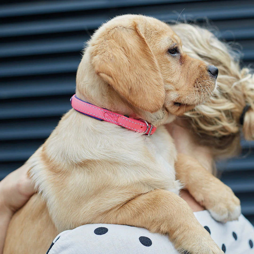 Active Dog Collar - Bloom Burst - Image 2