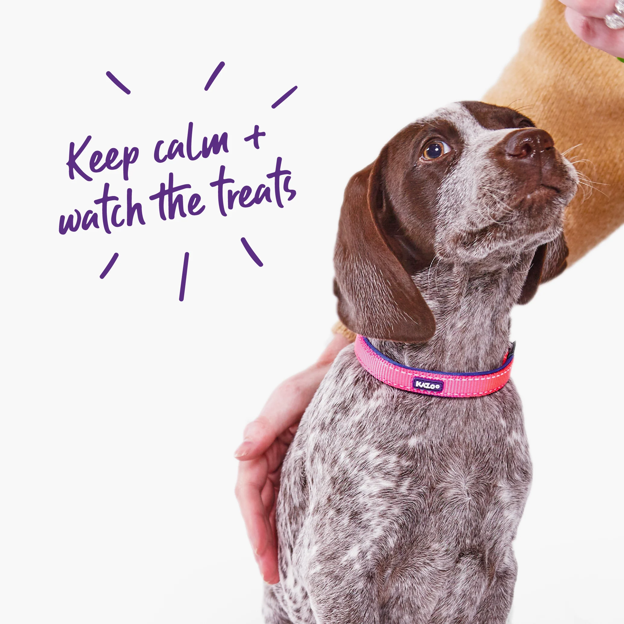 Active Dog Collar - Bloom Burst - Image 4