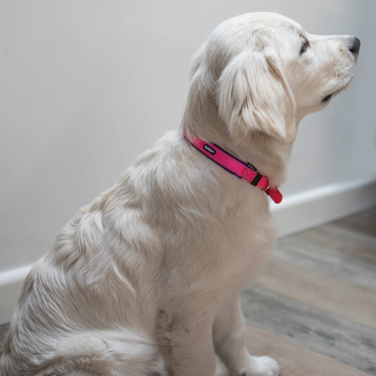 Active Dog Collar - Bloom Burst - Image 5
