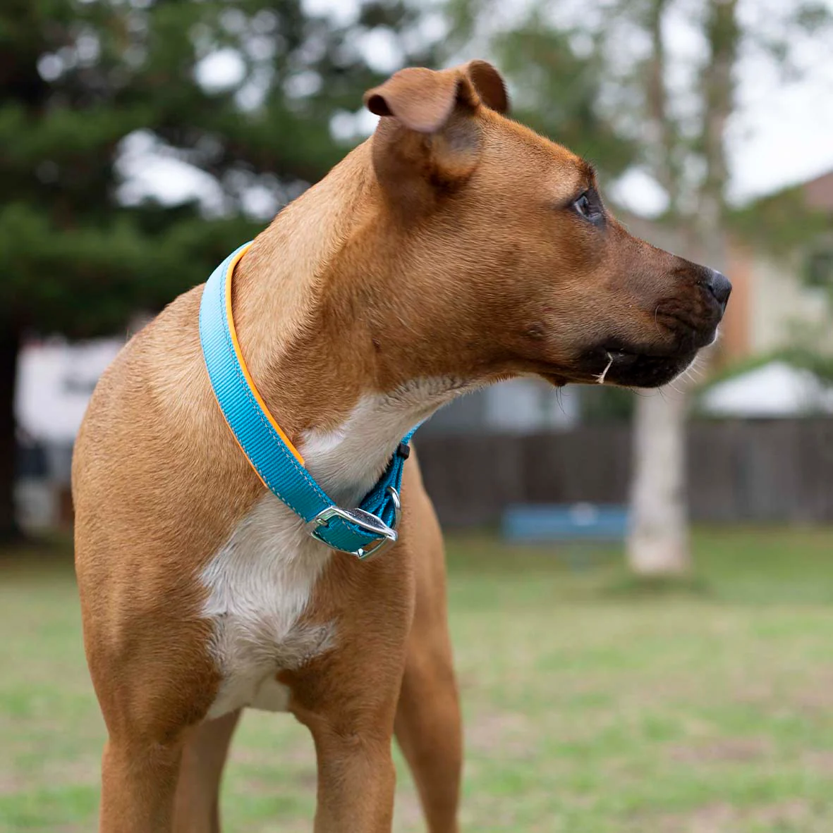 Active Dog Collar - Ocean Sunrise - Image 2