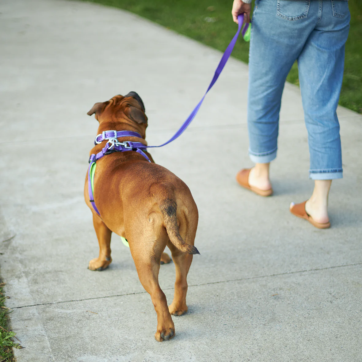 Active Dog Collar - Purple & Lime - Image 13