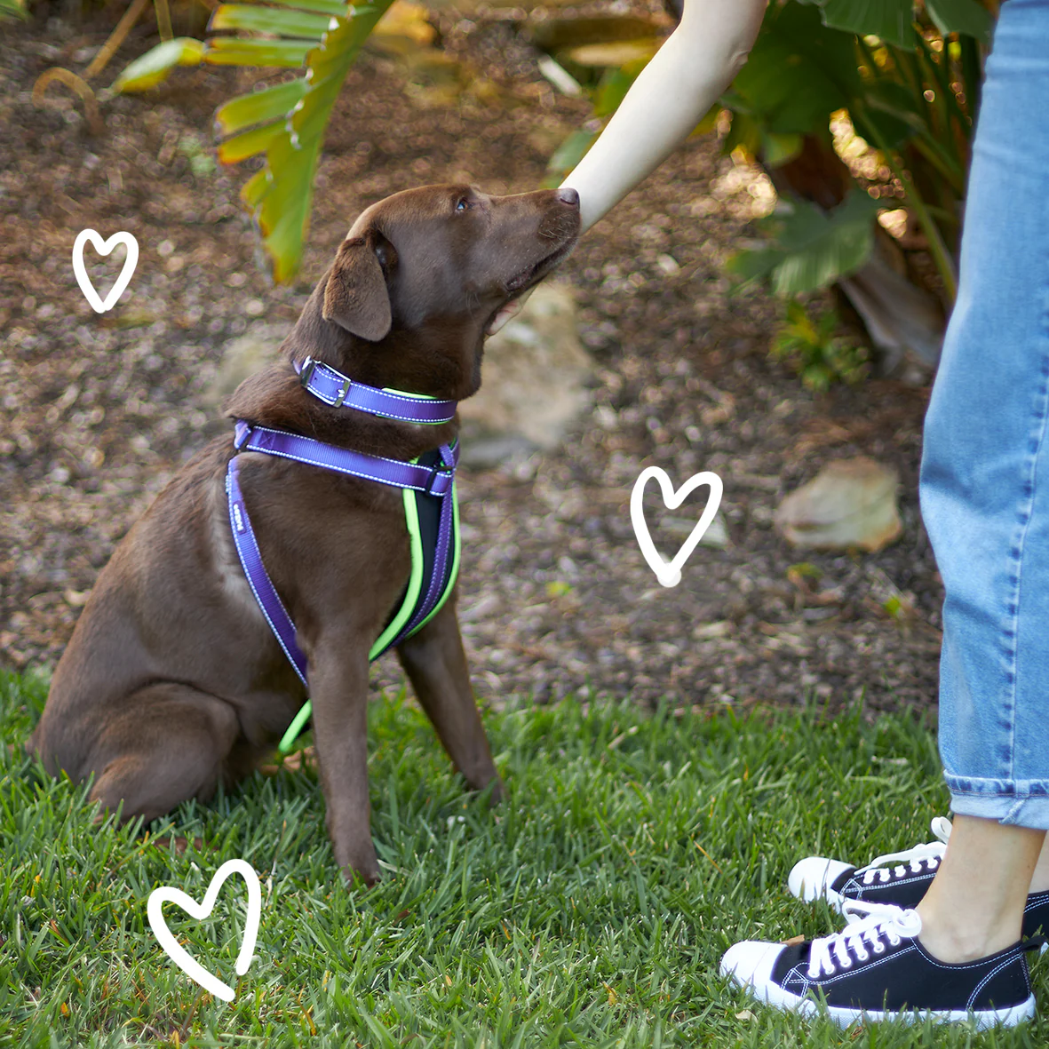 Active Dog Collar - Purple & Lime - Image 4