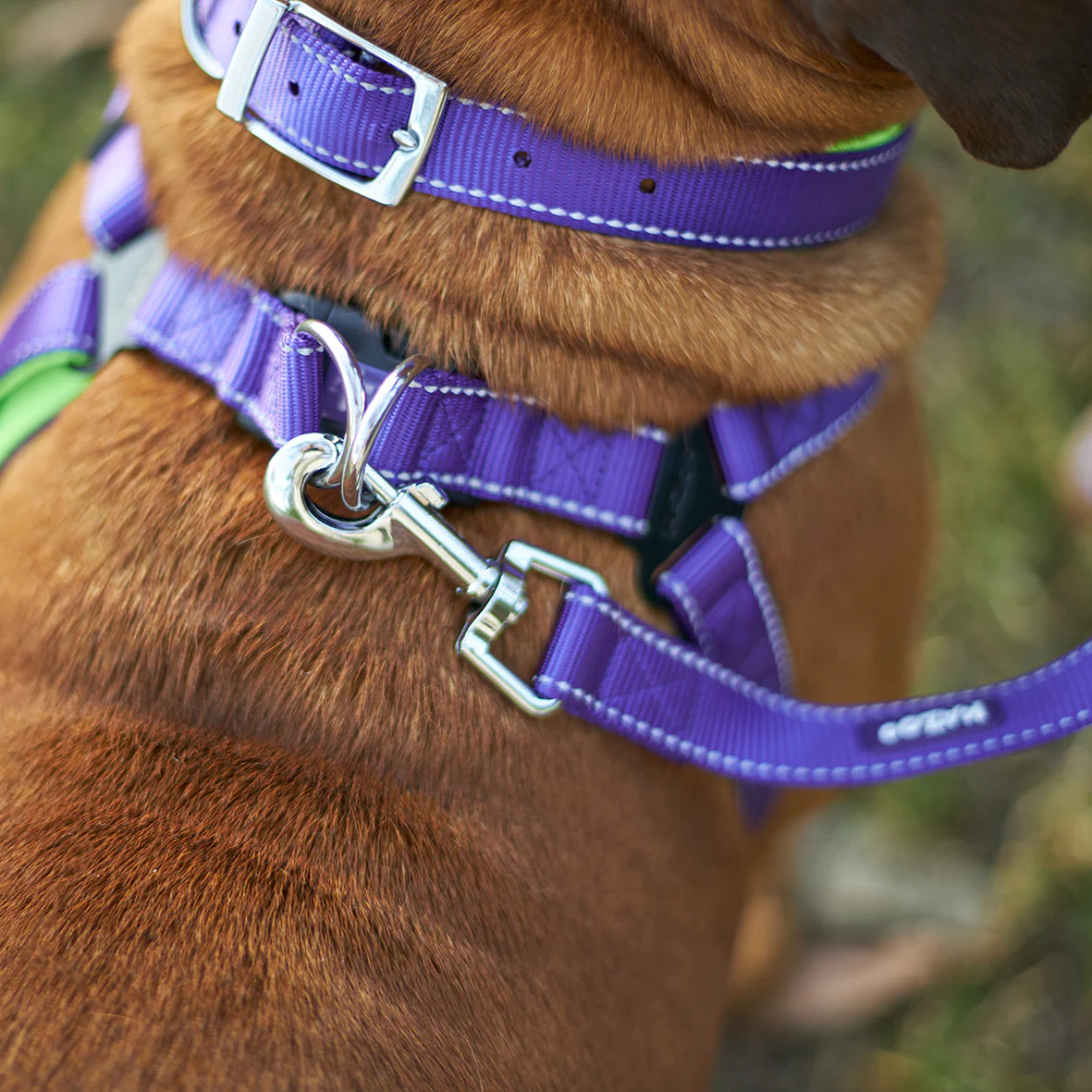 Active Dog Collar - Purple & Lime - Image 5