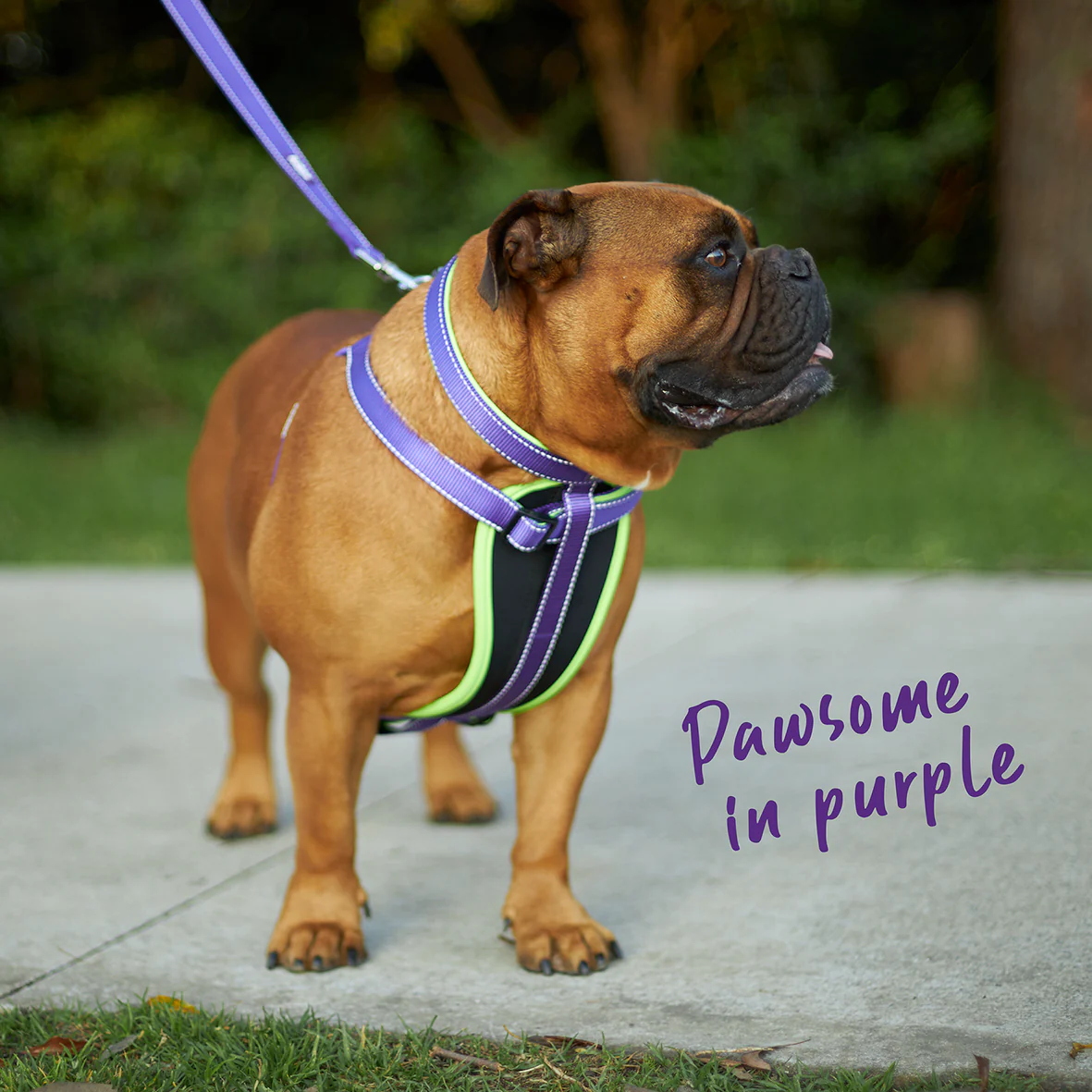 Active Dog Collar - Purple & Lime - Image 6