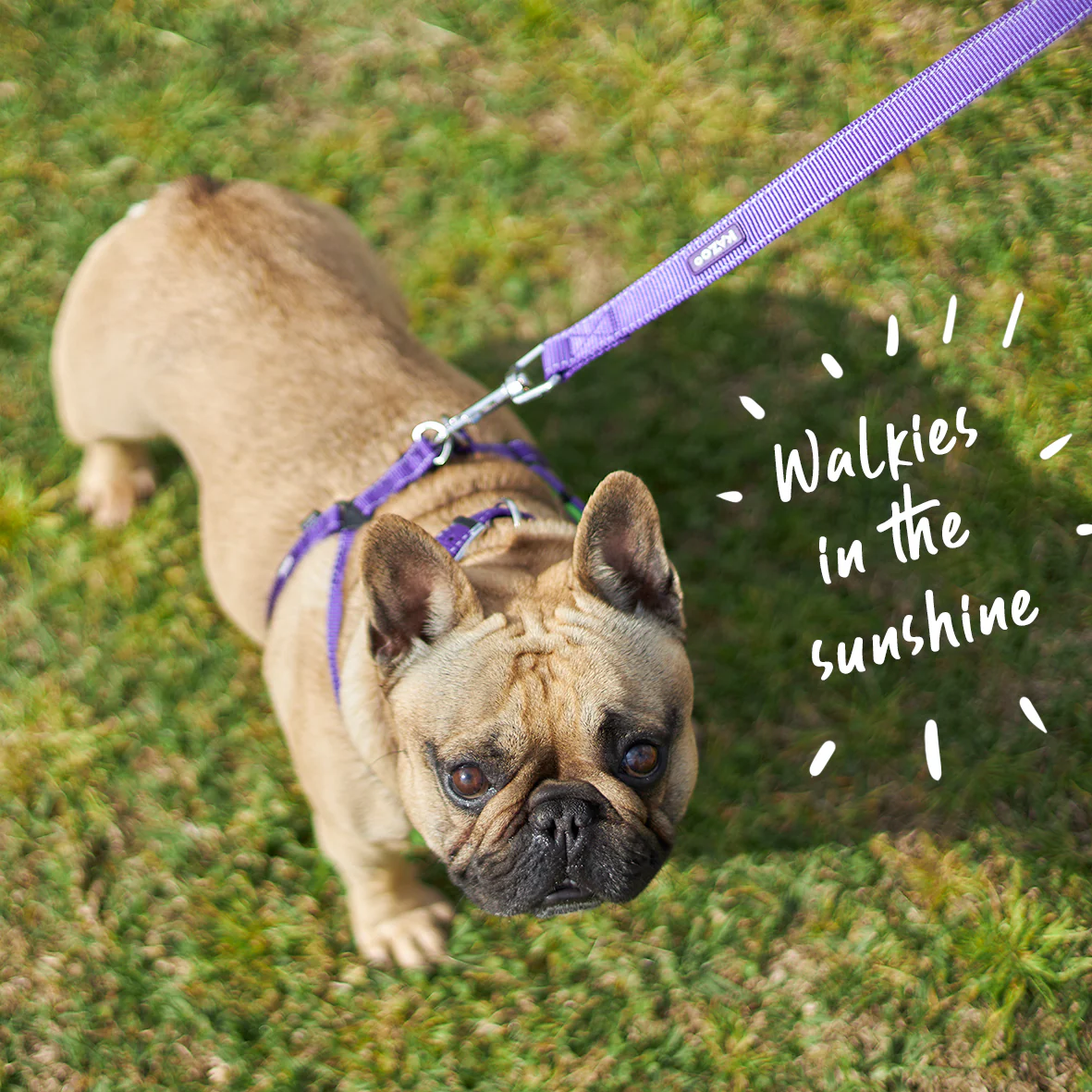 Active Dog Collar - Purple & Lime - Image 9
