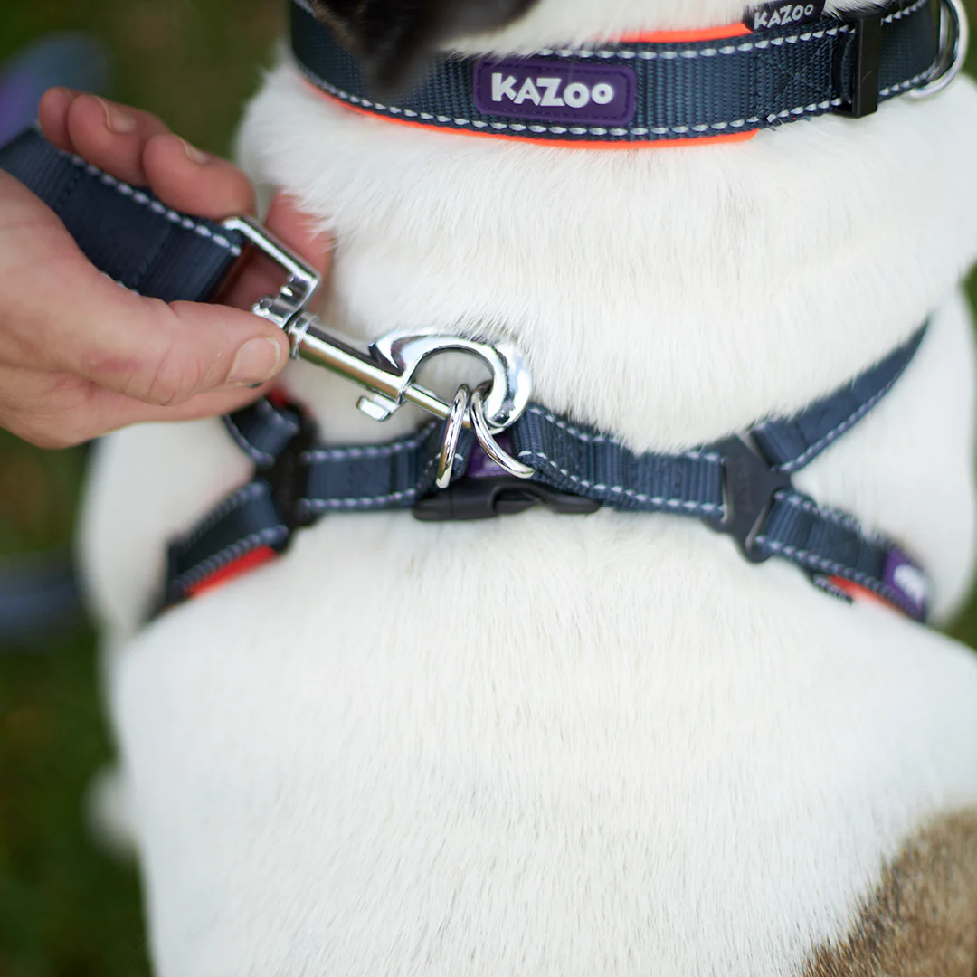 Active Dog Collar - Slate & Orange - Image 4