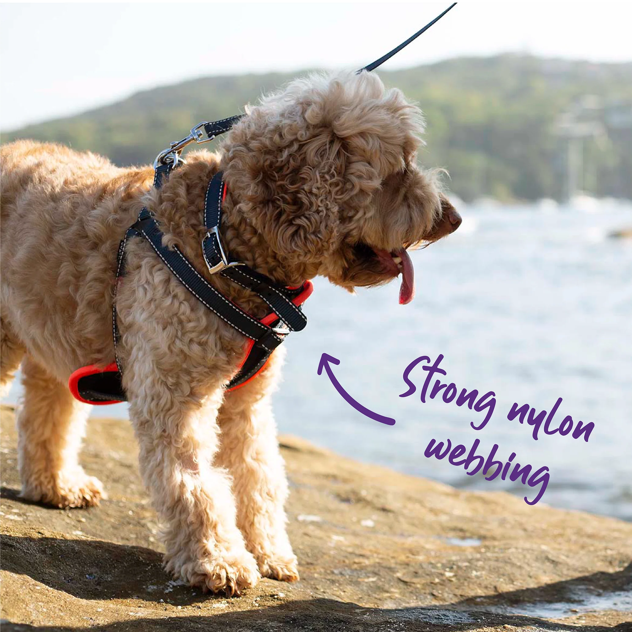 Active Dog Collar - Slate & Orange - Image 7