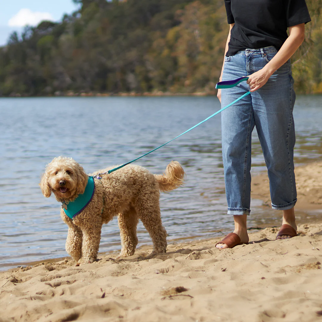 Active Dog Lead - Aqua & Purple - Image 2