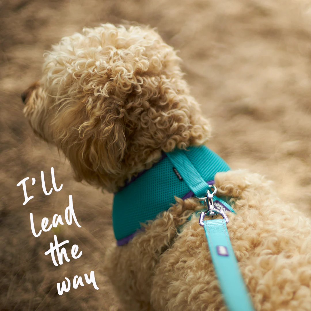 Active Dog Lead - Aqua & Purple - Image 3