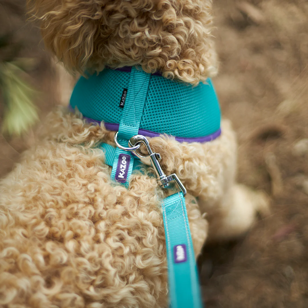 Active Dog Lead - Aqua & Purple - Image 7