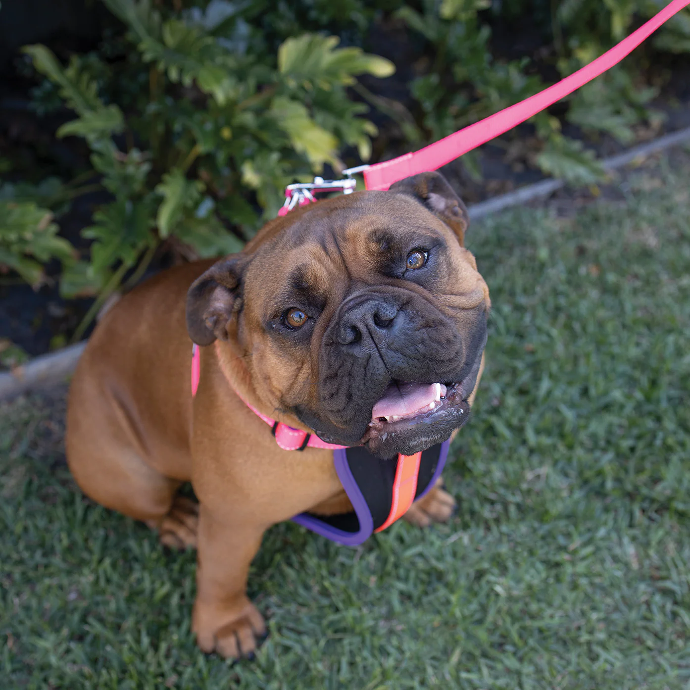 Active Dog Lead - Bloom Burst - Image 2
