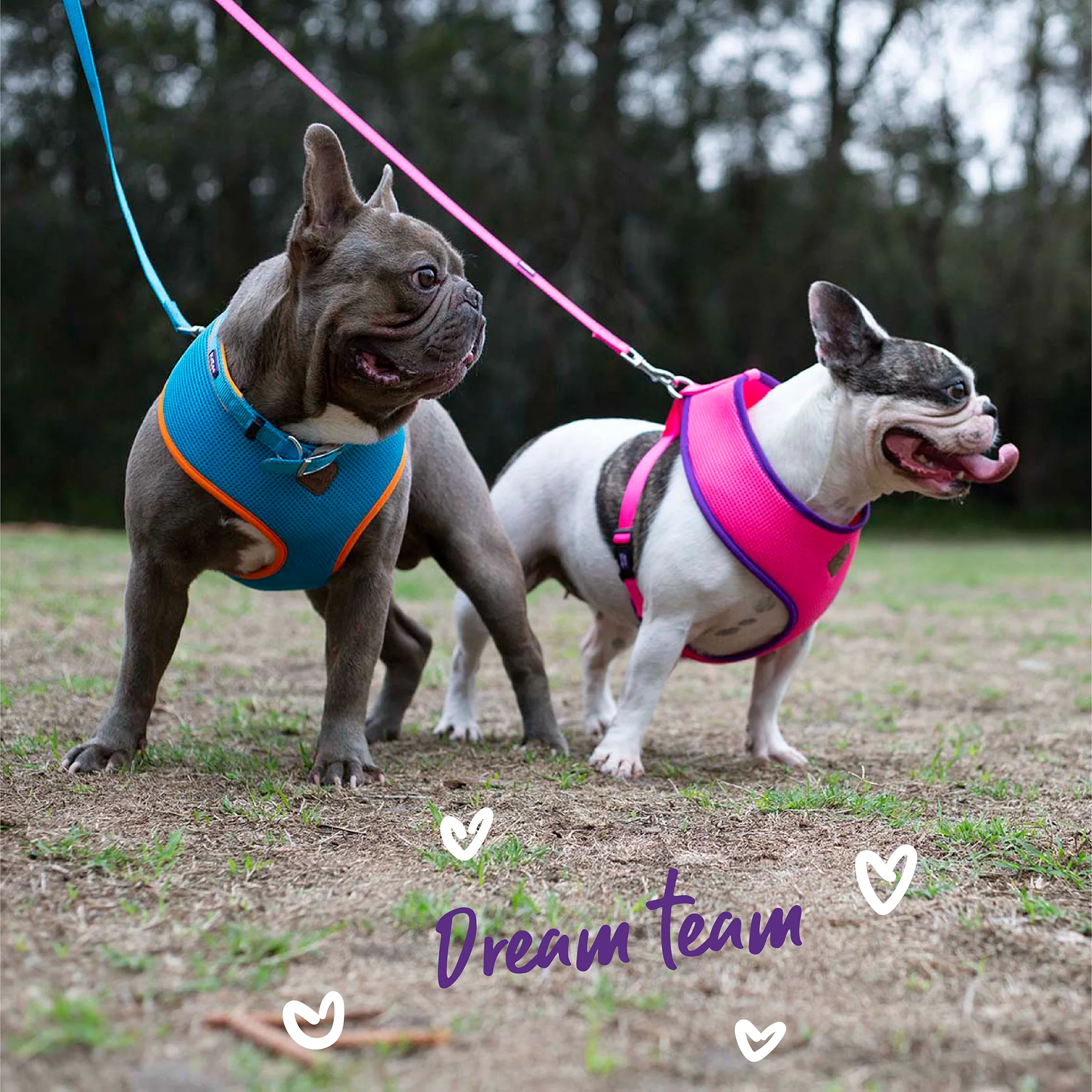 Active Dog Lead - Bloom Burst - Image 3