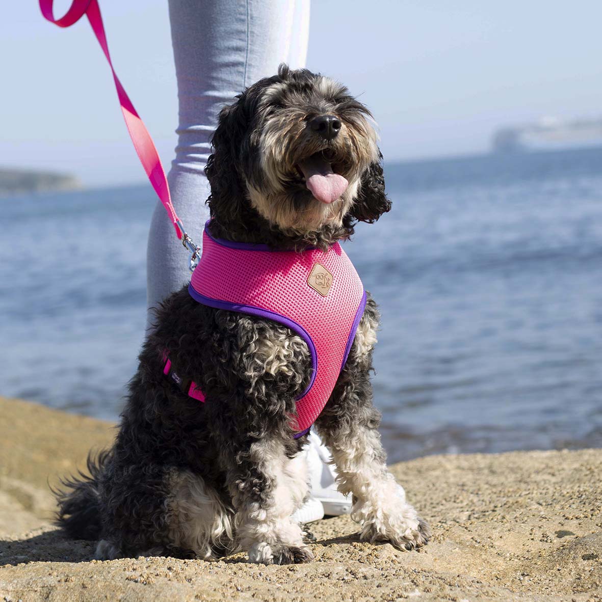 Active Dog Lead - Bloom Burst - Image 4