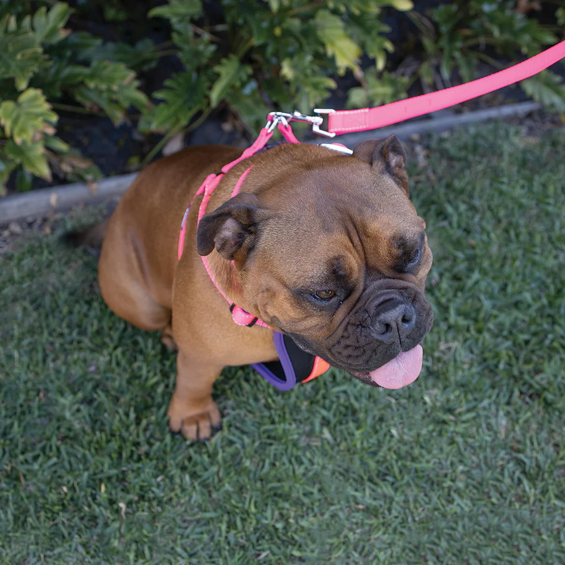 Active Dog Lead - Bloom Burst - Image 5