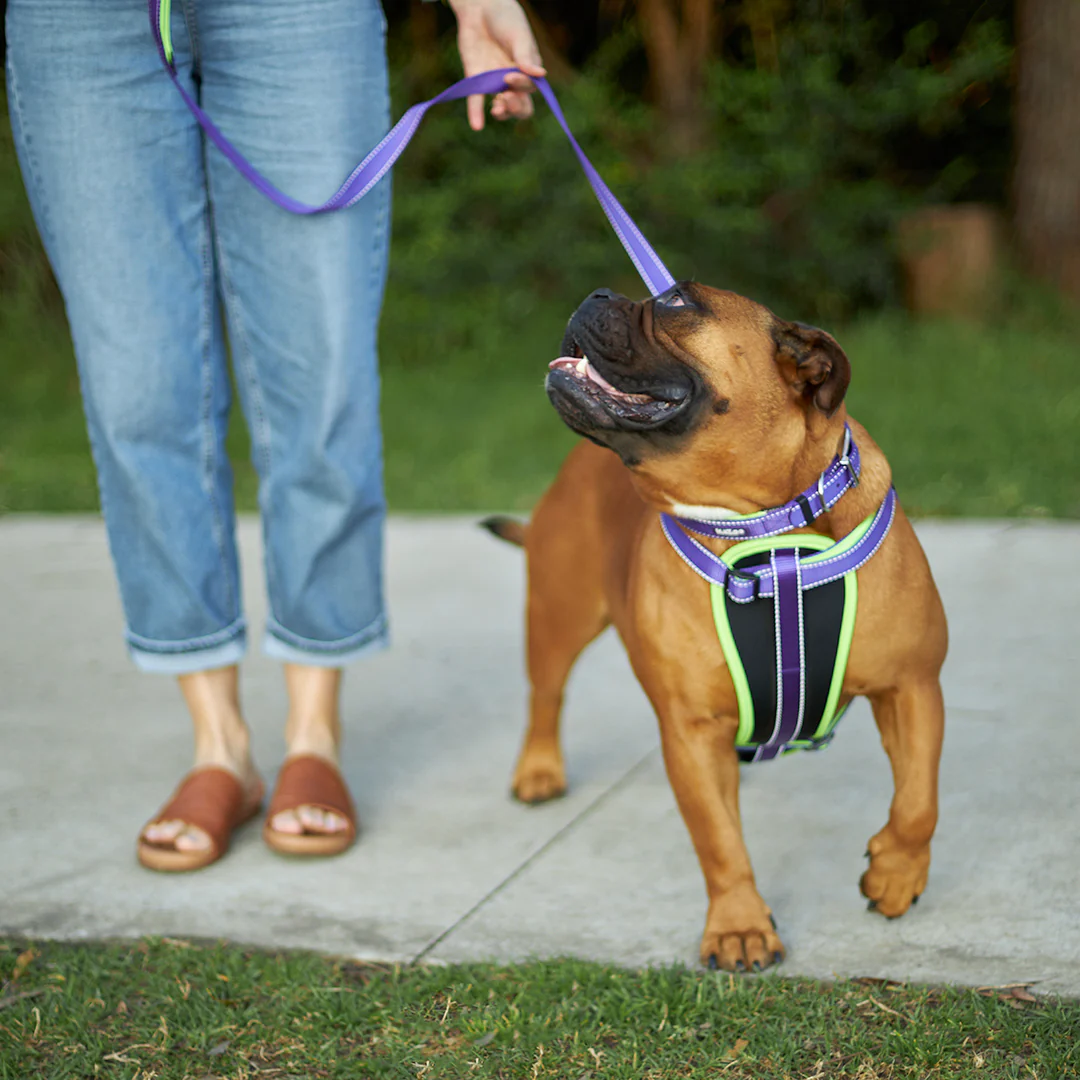 Active Dog Lead - Purple & Lime - Image 12