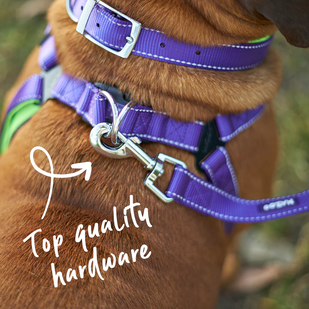 Active Dog Lead - Purple & Lime - Image 6