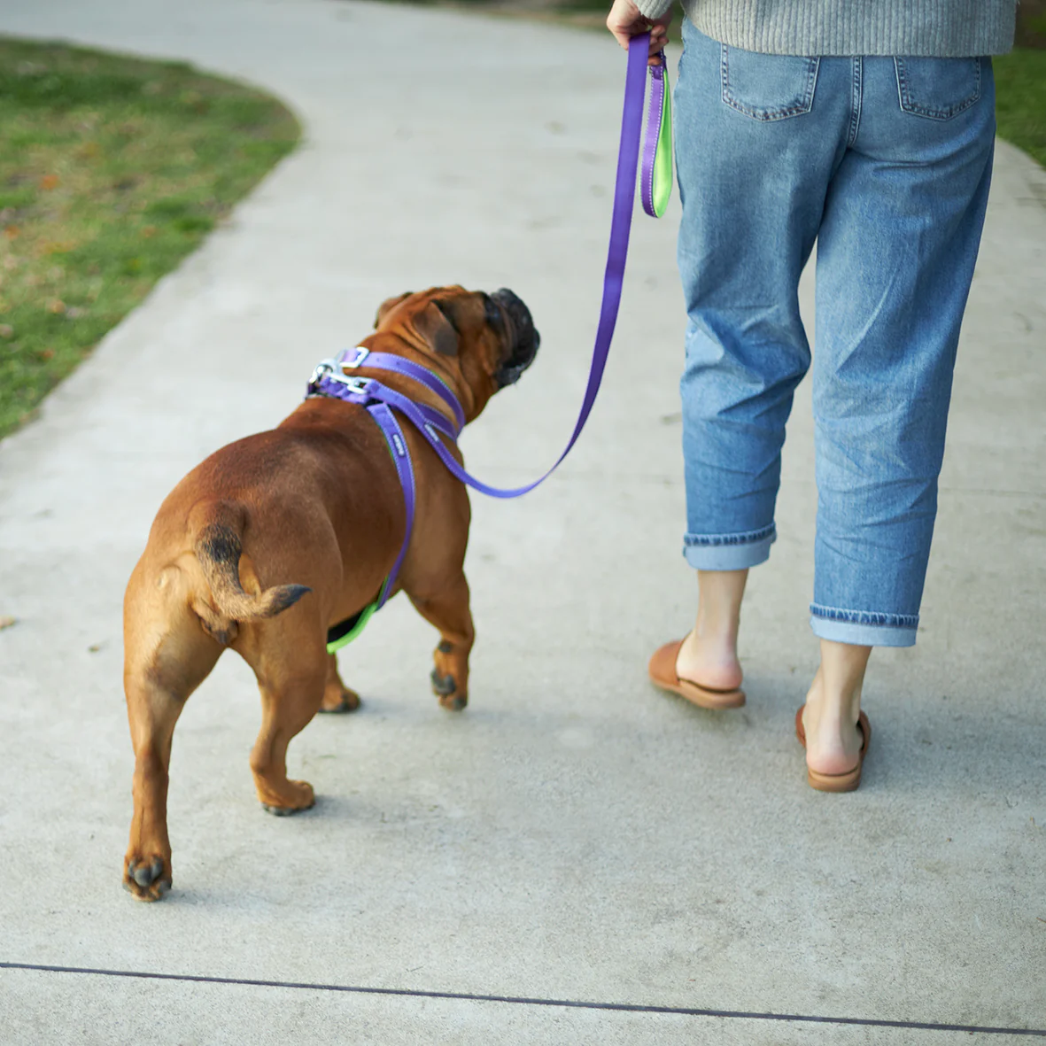 Active Dog Lead - Purple & Lime - Image 7