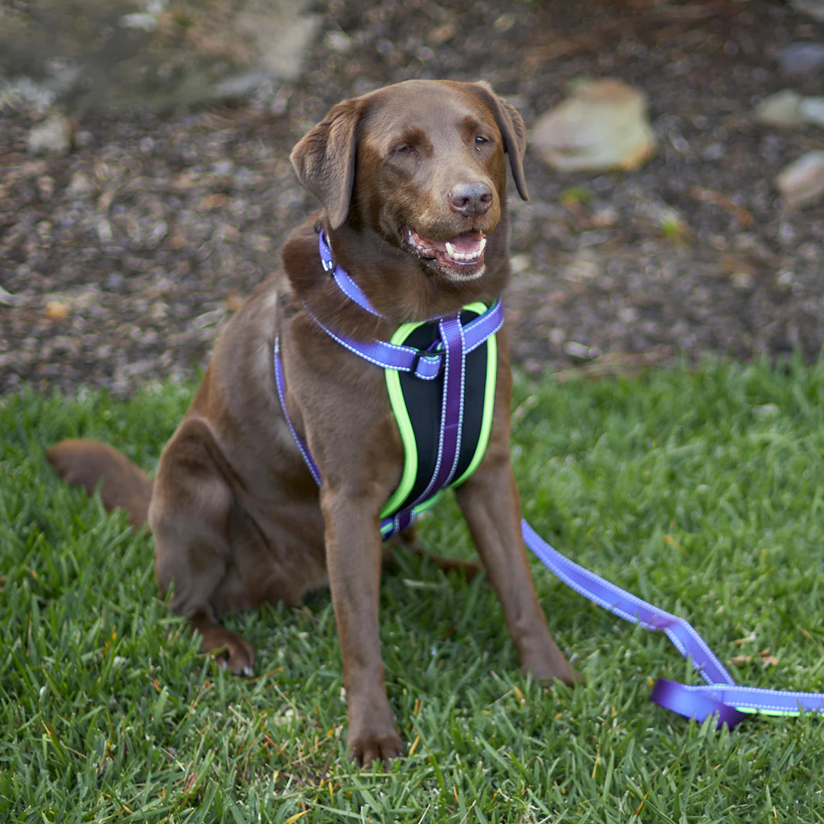 Active Dog Lead - Purple & Lime - Image 8