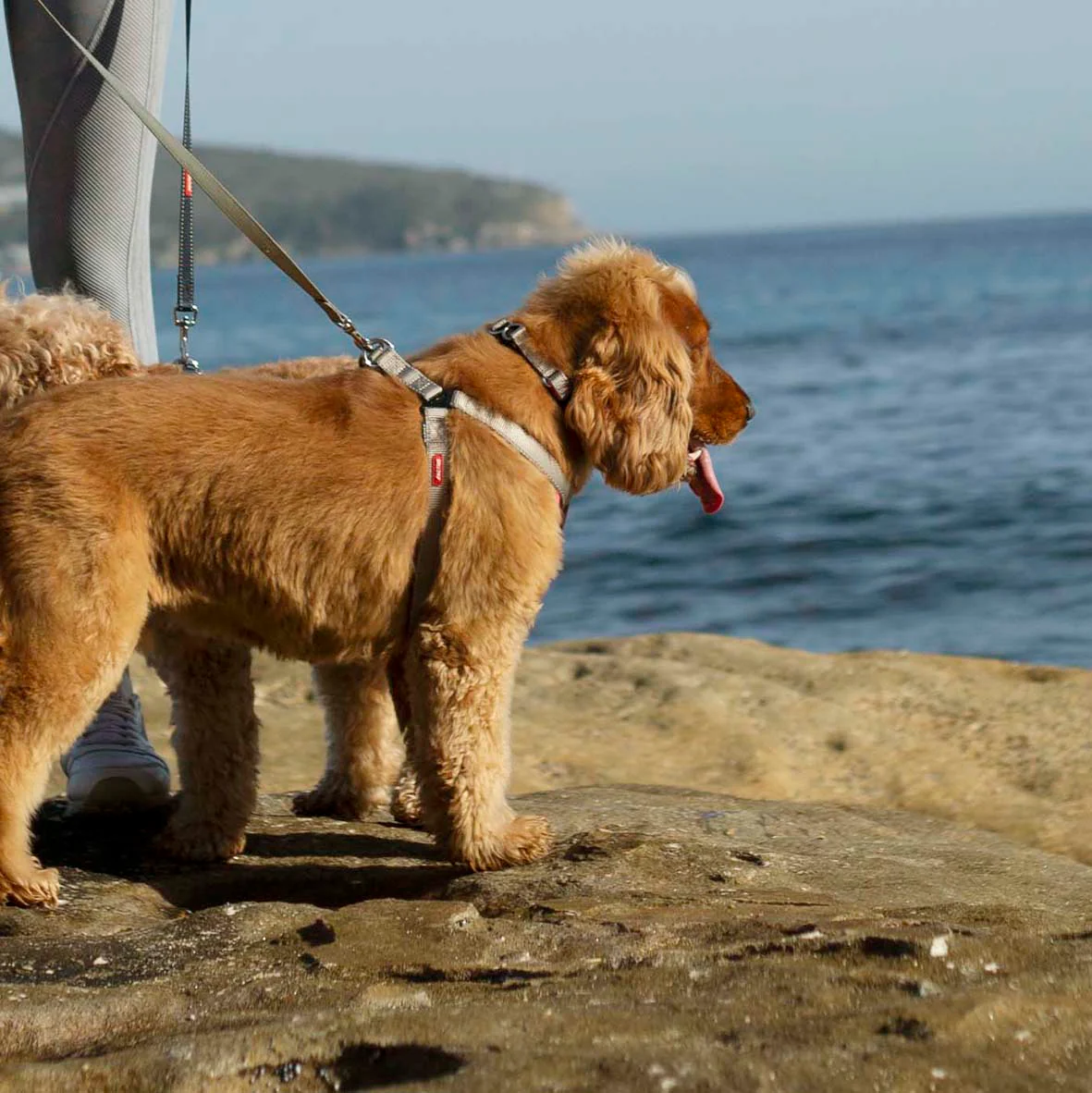 Active Dog Lead - Silver & Pink - Image 6