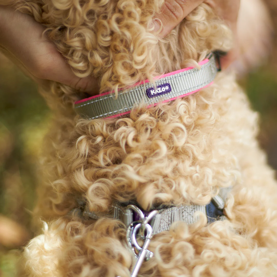 Active Dog Lead - Silver & Pink - Image 9