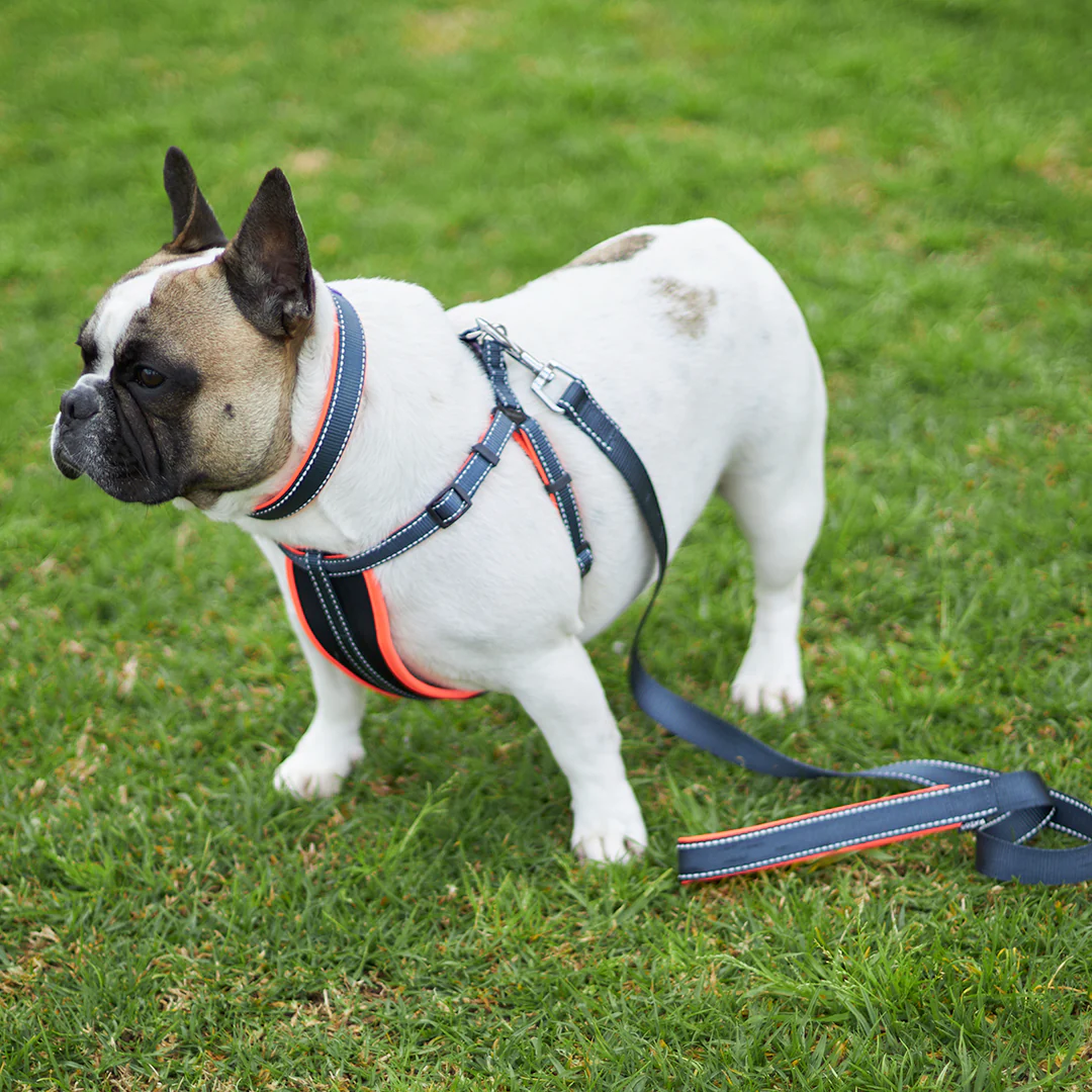 Active Dog Lead - Slate & Orange - Image 2