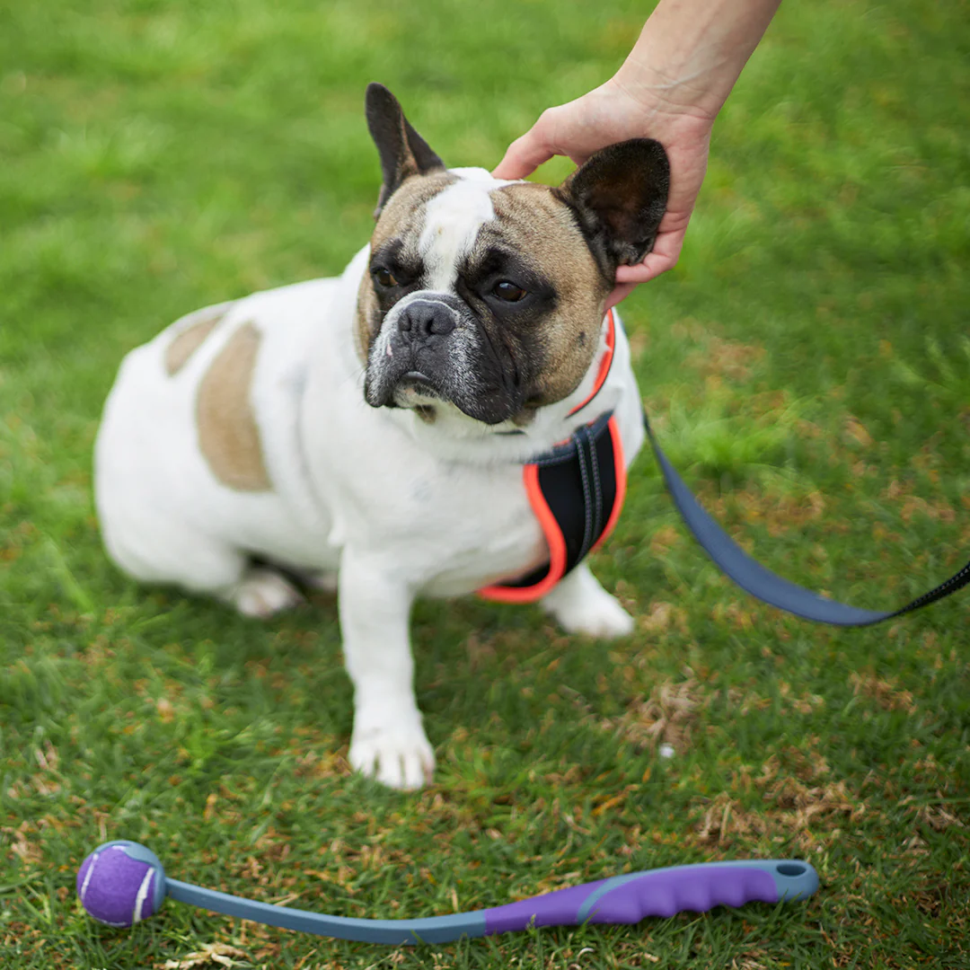 Active Dog Lead - Slate & Orange - Image 9