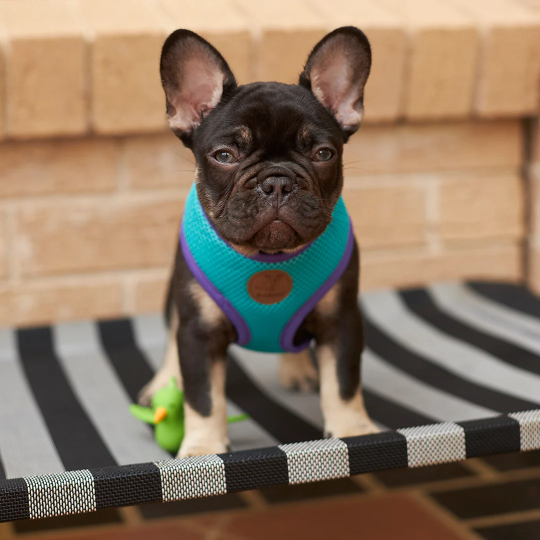 Active Soft Walking Dog Harness - Aqua & Purple - Image 10