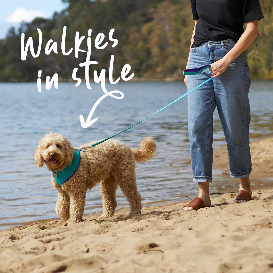 Active Soft Walking Dog Harness - Aqua & Purple - Image 2