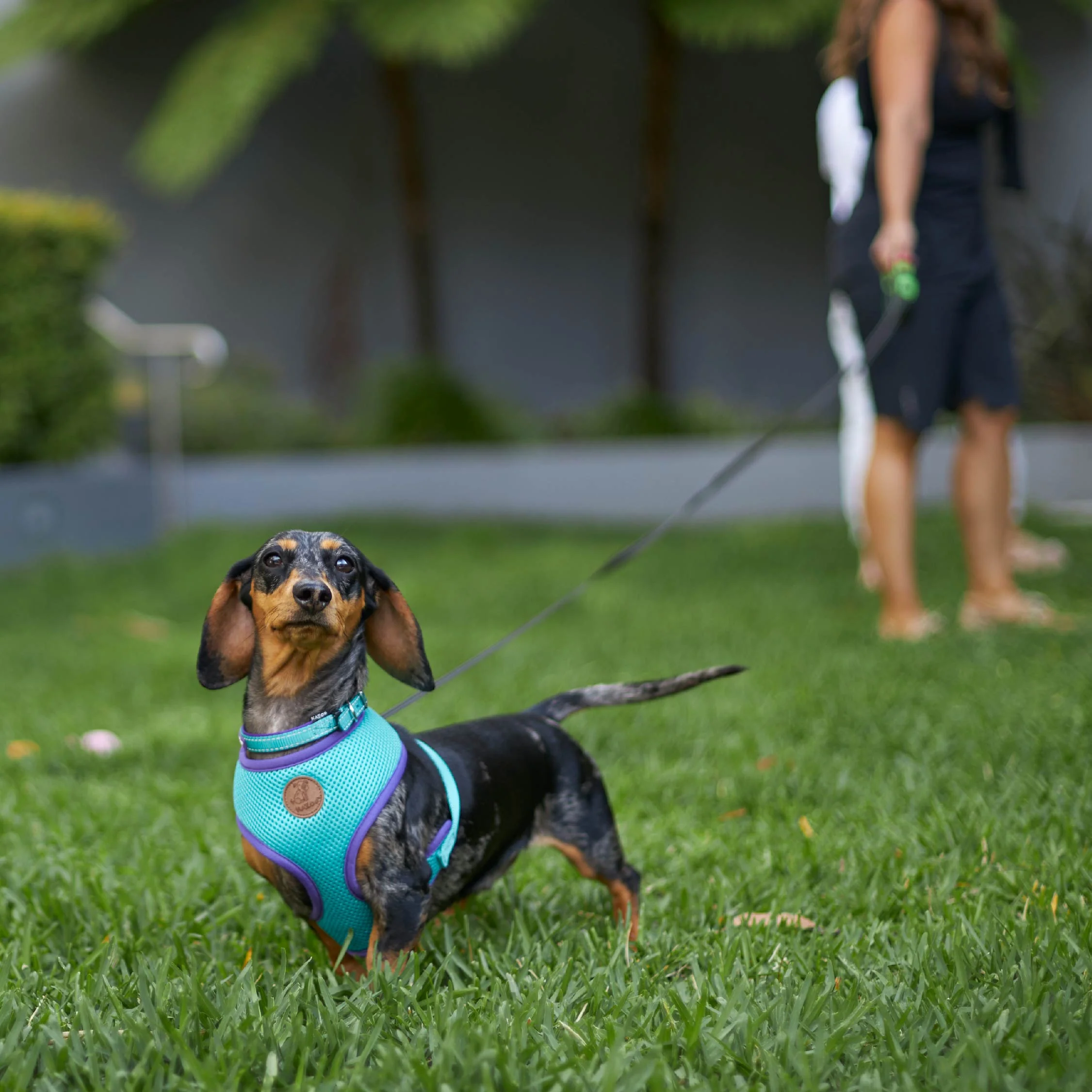 Active Soft Walking Dog Harness - Aqua & Purple - Image 3