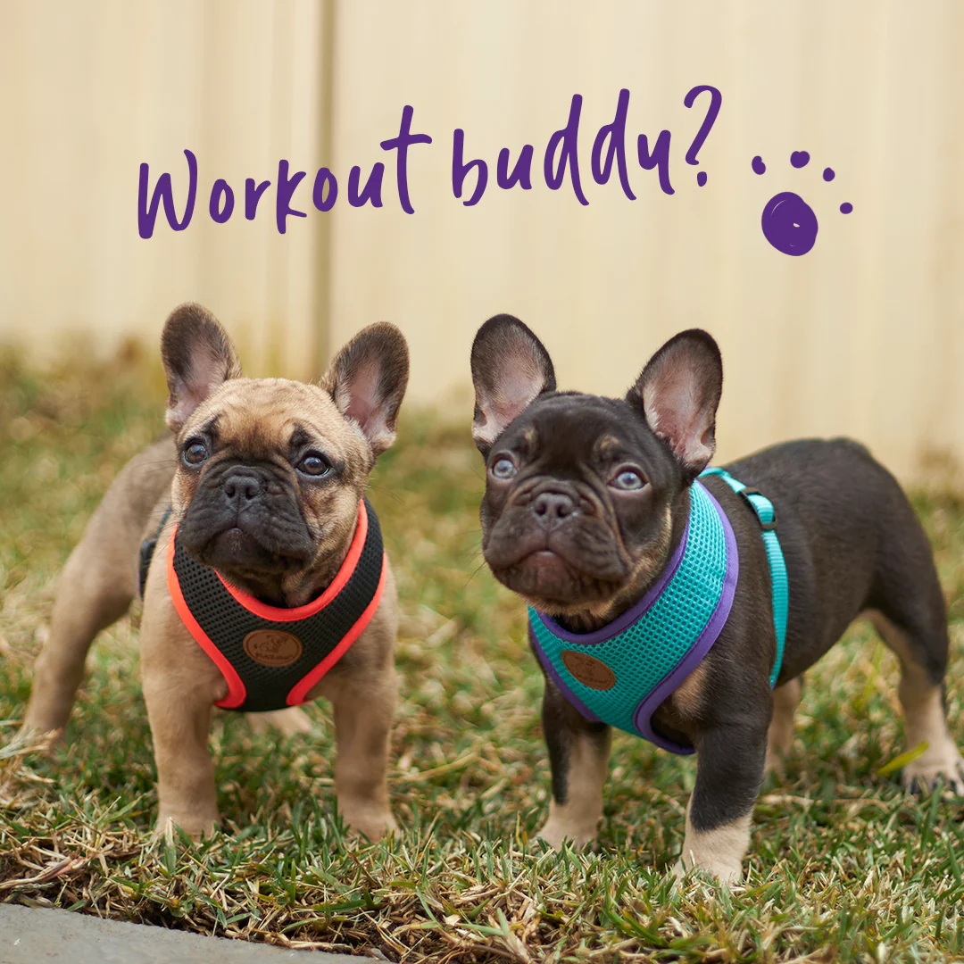 Active Soft Walking Dog Harness - Aqua & Purple - Image 4