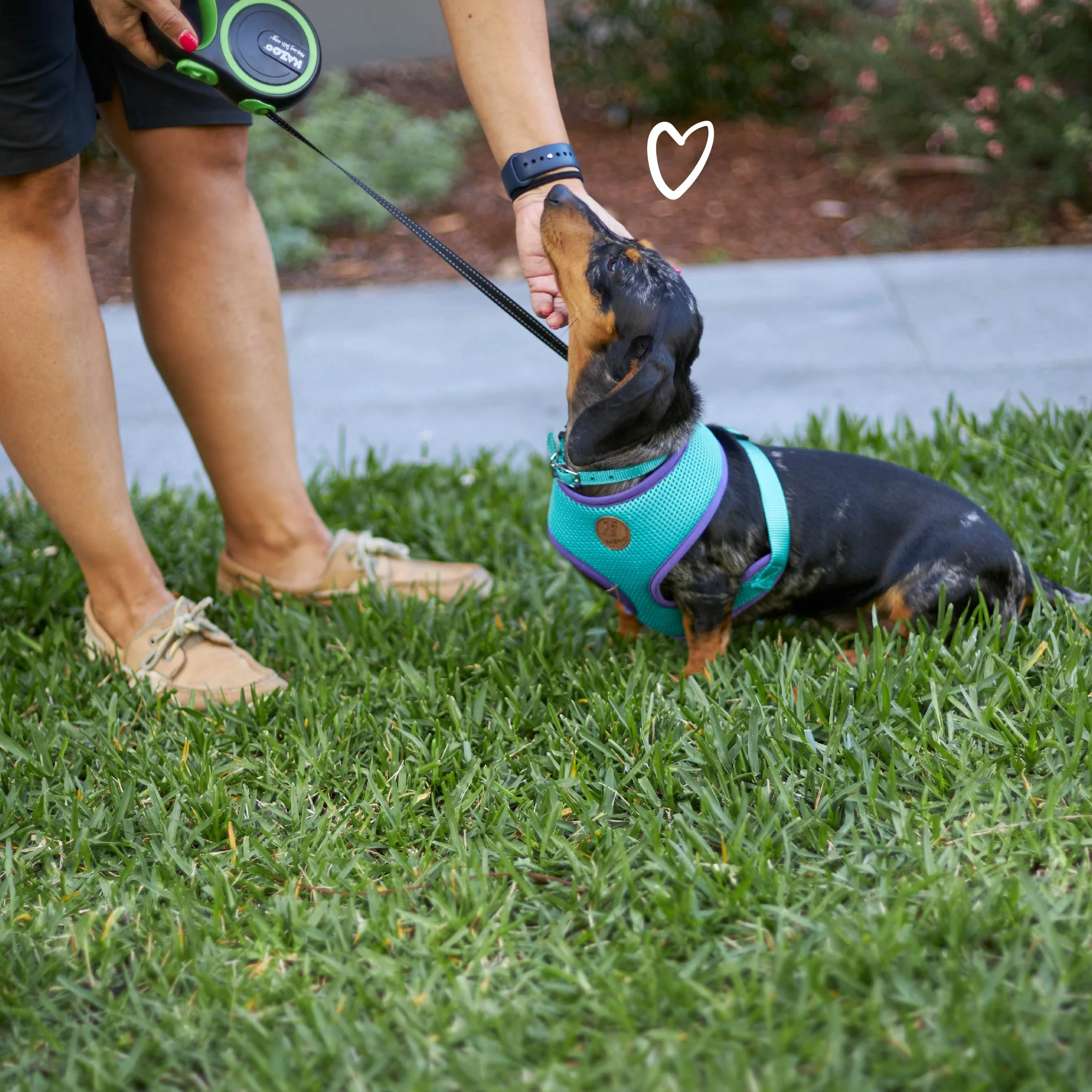 Active Soft Walking Dog Harness - Aqua & Purple - Image 7