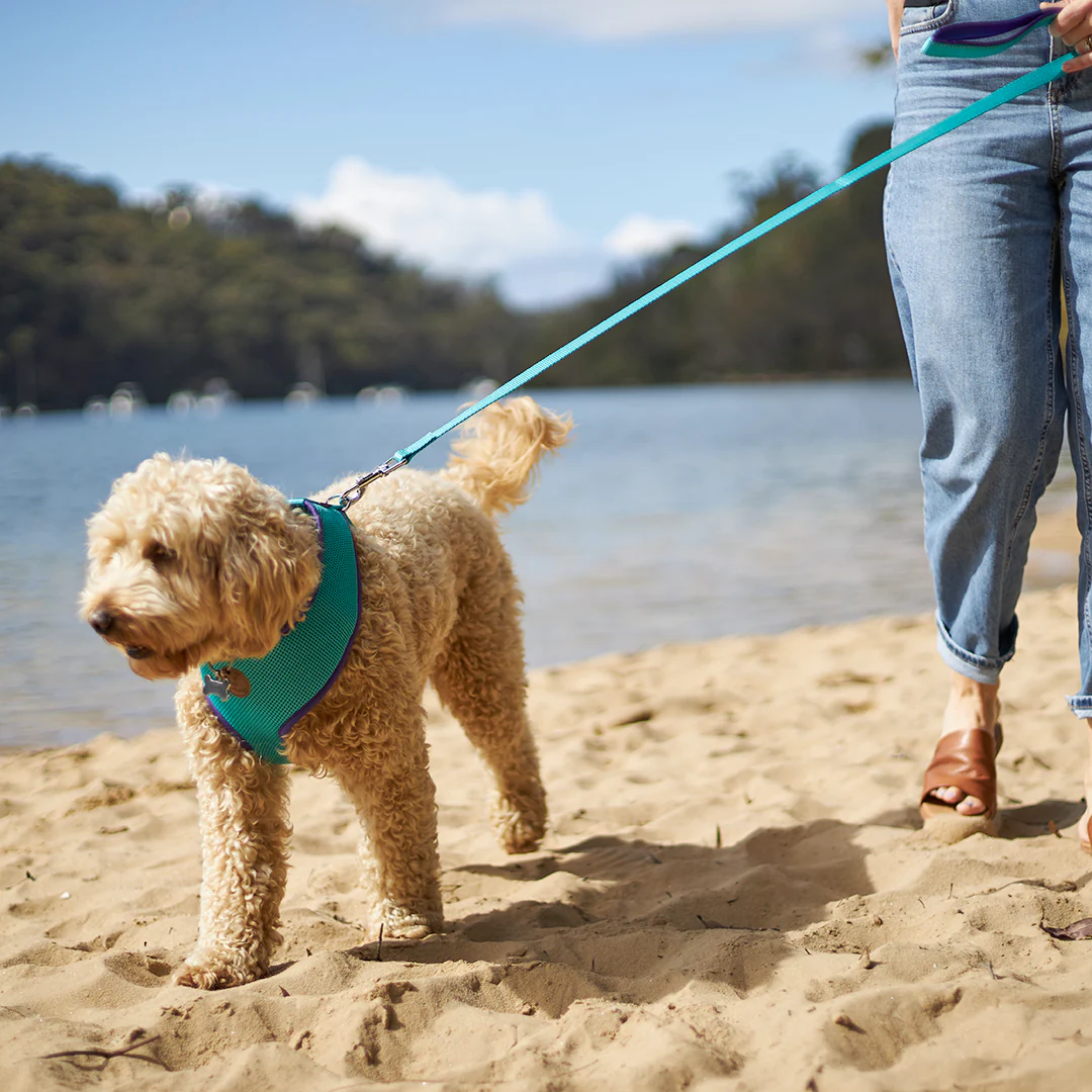 Active Soft Walking Dog Harness - Aqua & Purple - Image 9