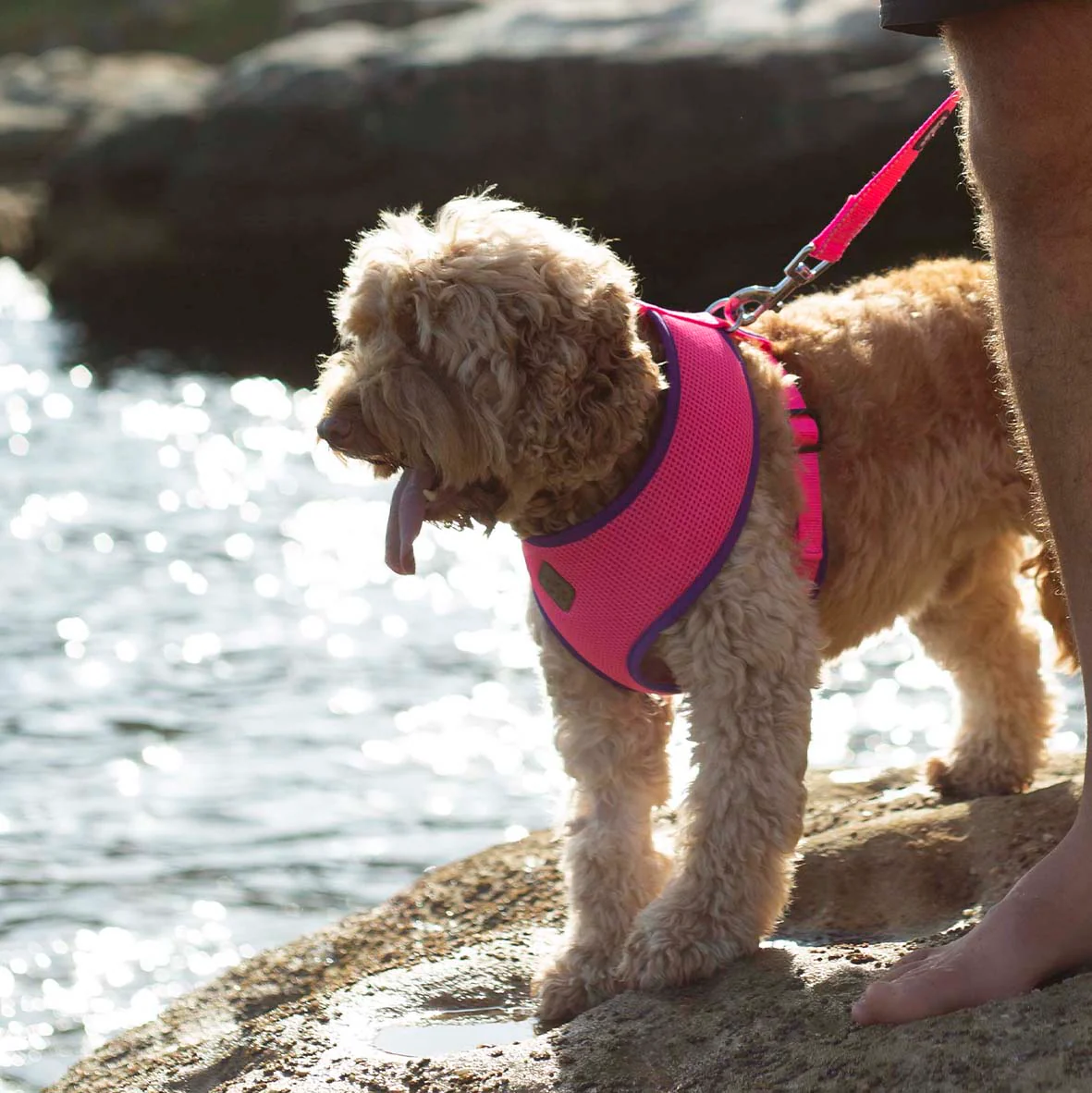 Active Soft Walking Dog Harness - Bloom Burst - Image 10