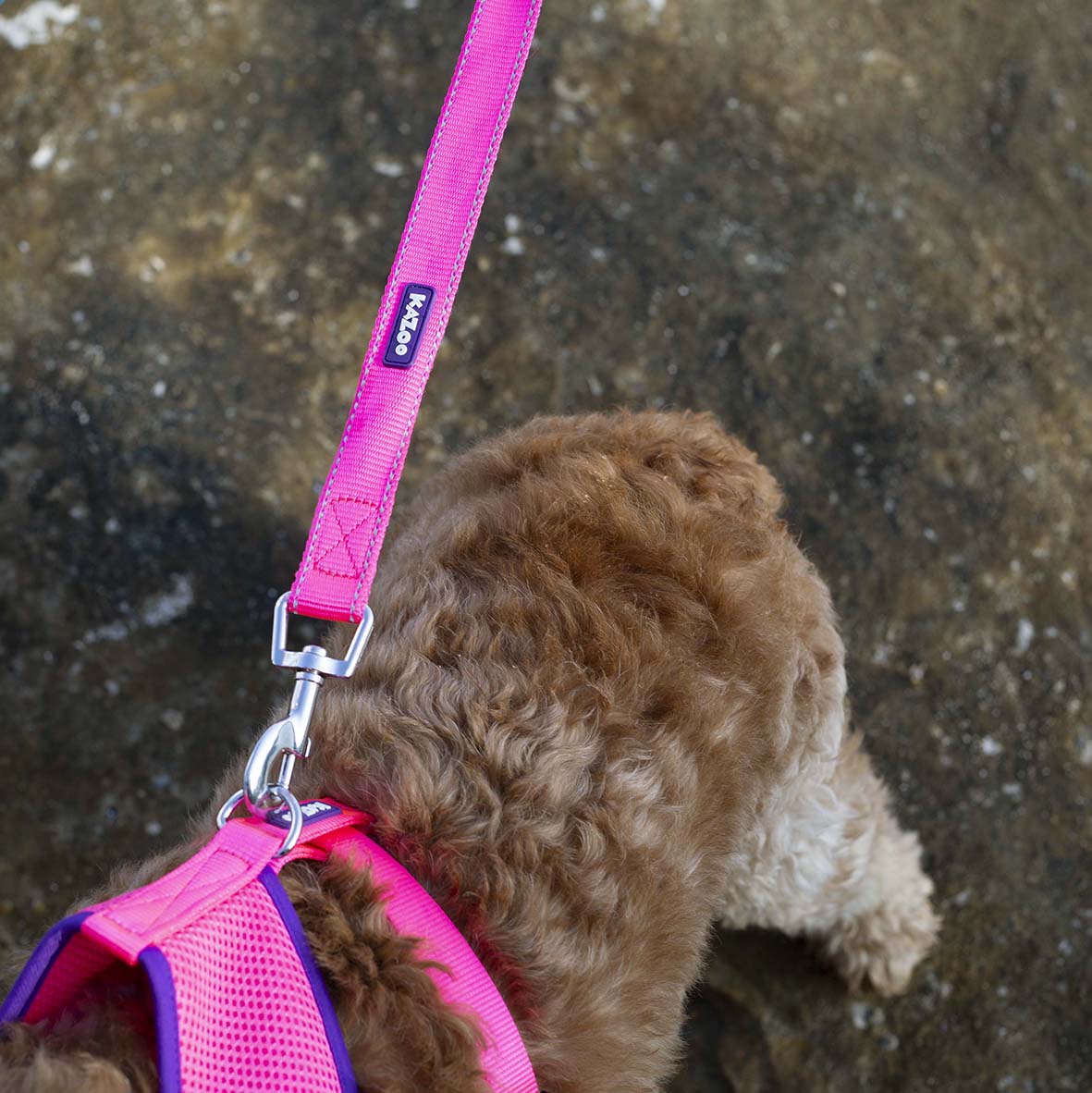 Active Soft Walking Dog Harness - Bloom Burst - Image 11