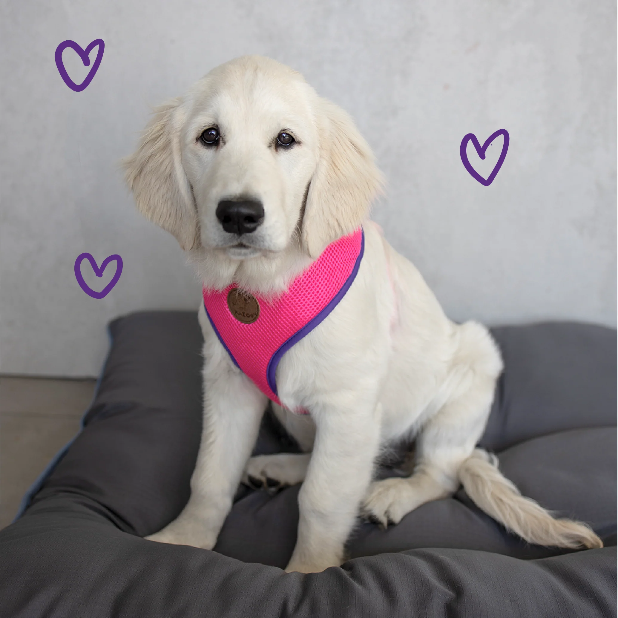 Active Soft Walking Dog Harness - Bloom Burst - Image 2