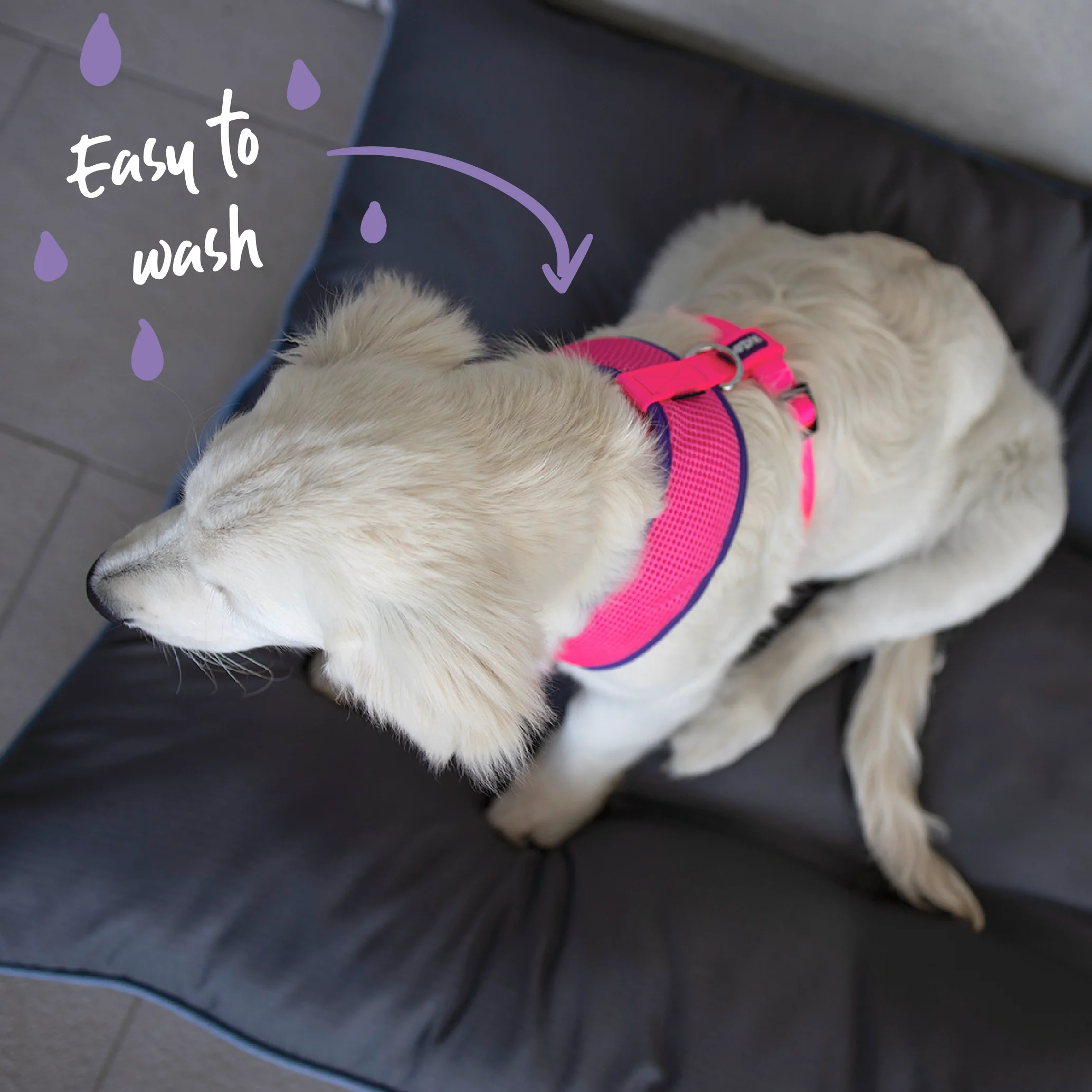 Active Soft Walking Dog Harness - Bloom Burst - Image 4