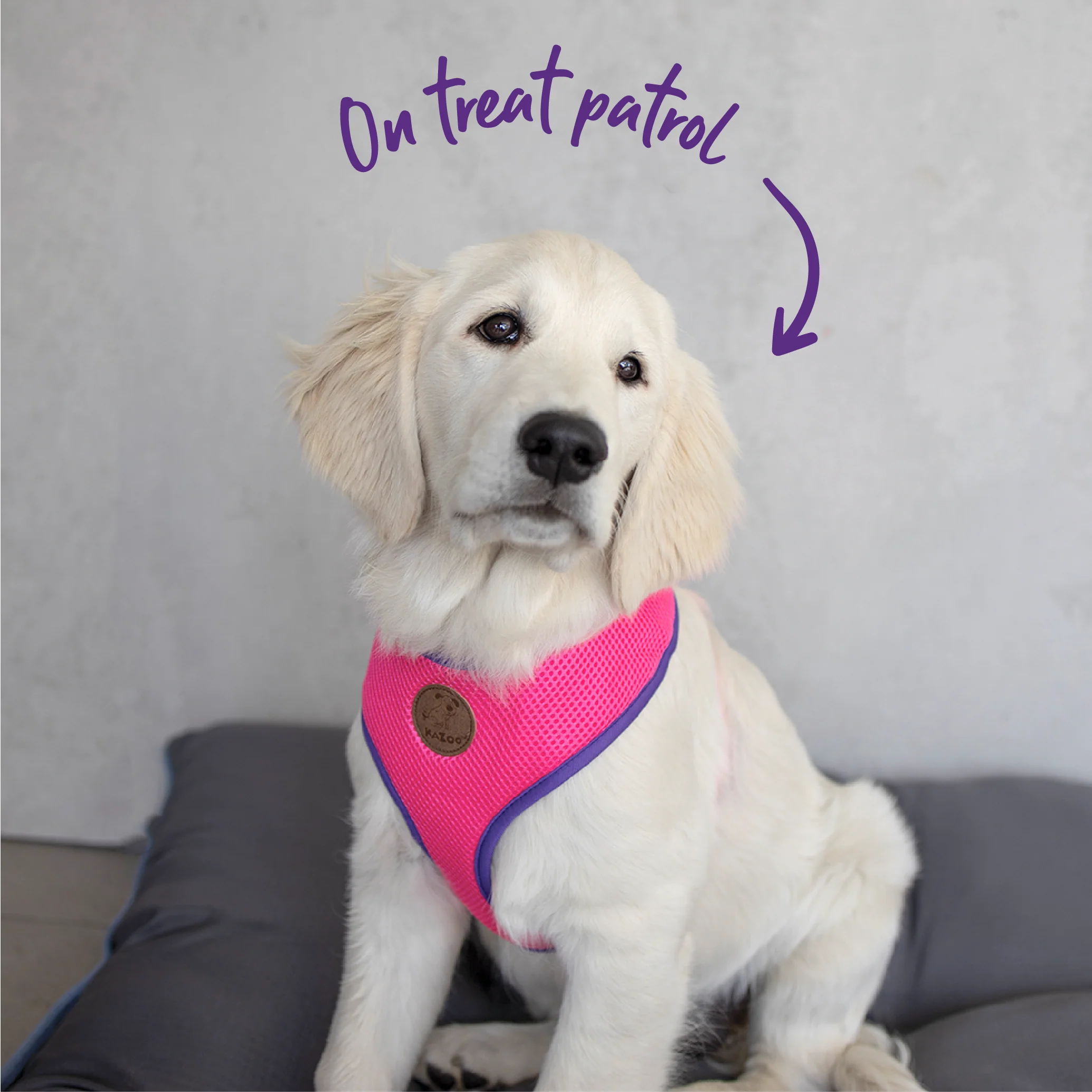Active Soft Walking Dog Harness - Bloom Burst - Image 7